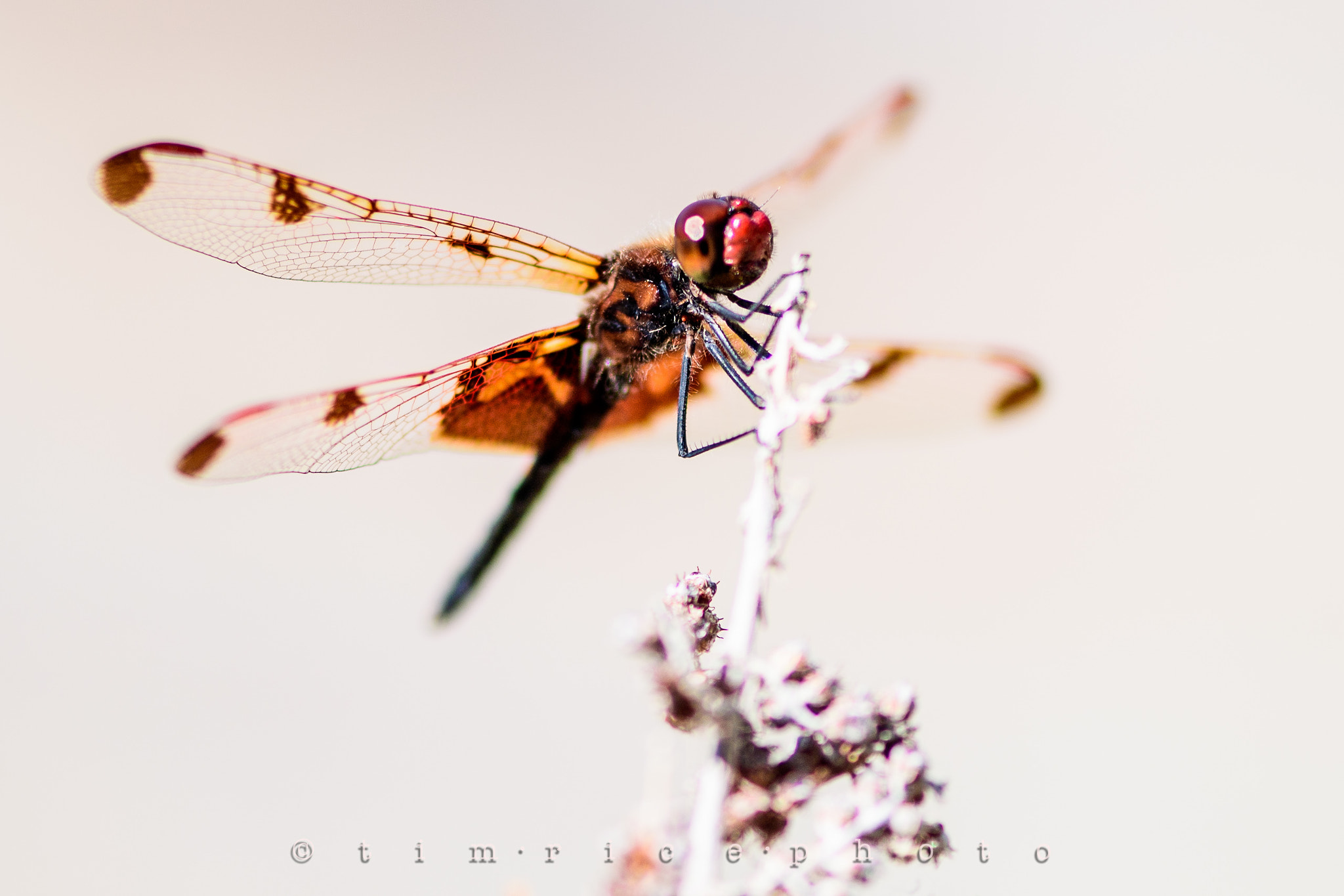 Nikon D5 sample photo. The red dragon photography