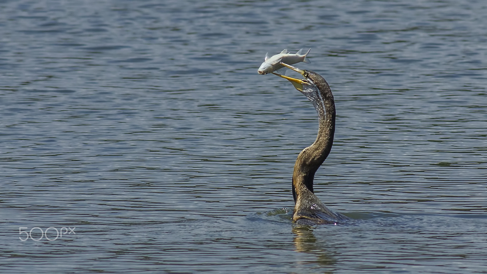 Canon EOS 600D (Rebel EOS T3i / EOS Kiss X5) + Canon EF 400mm F5.6L USM sample photo. Catch of the day photography