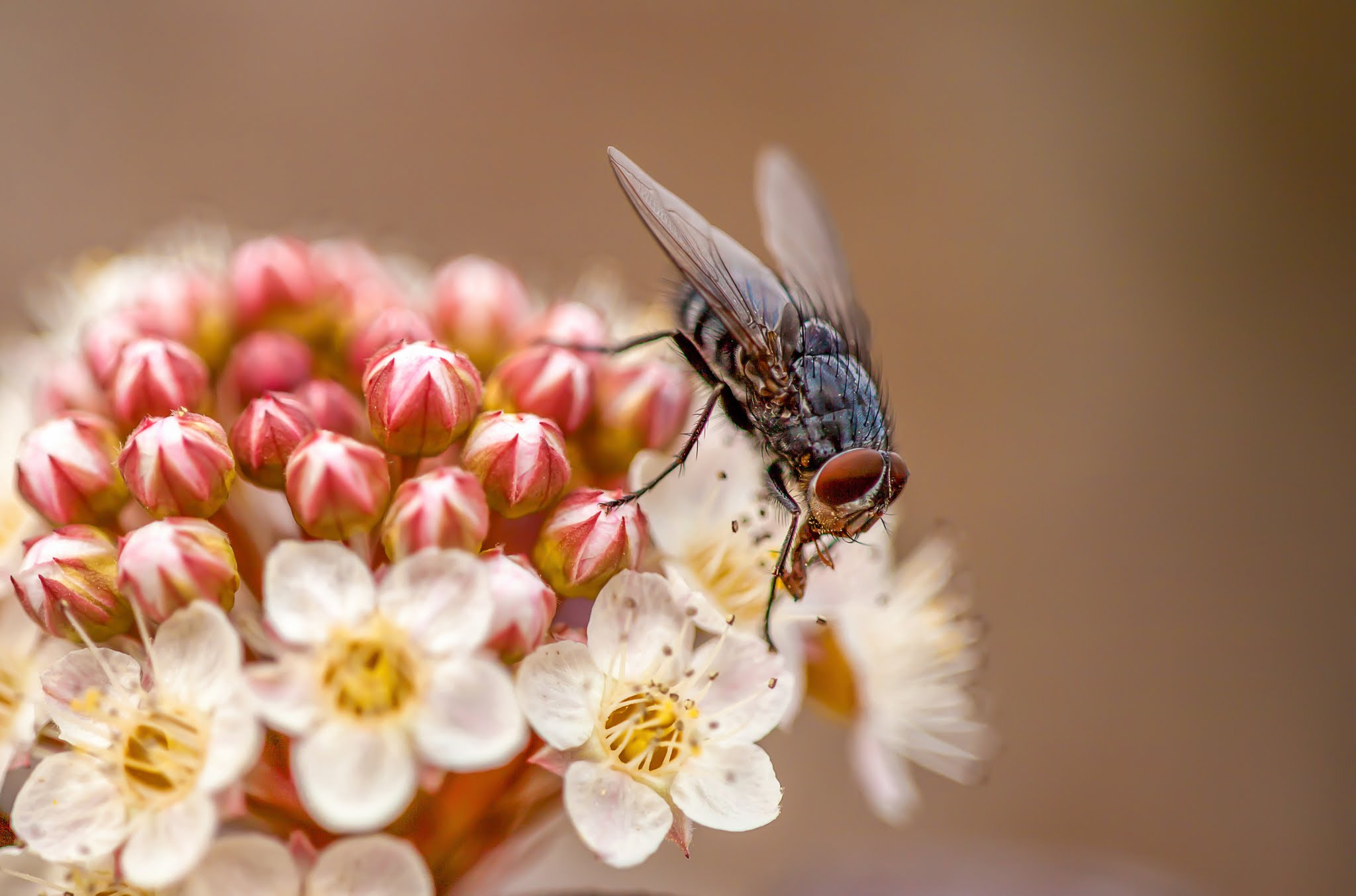 Sigma APO Macro 150mm f/2.8 EX DG HSM sample photo. False bee photography