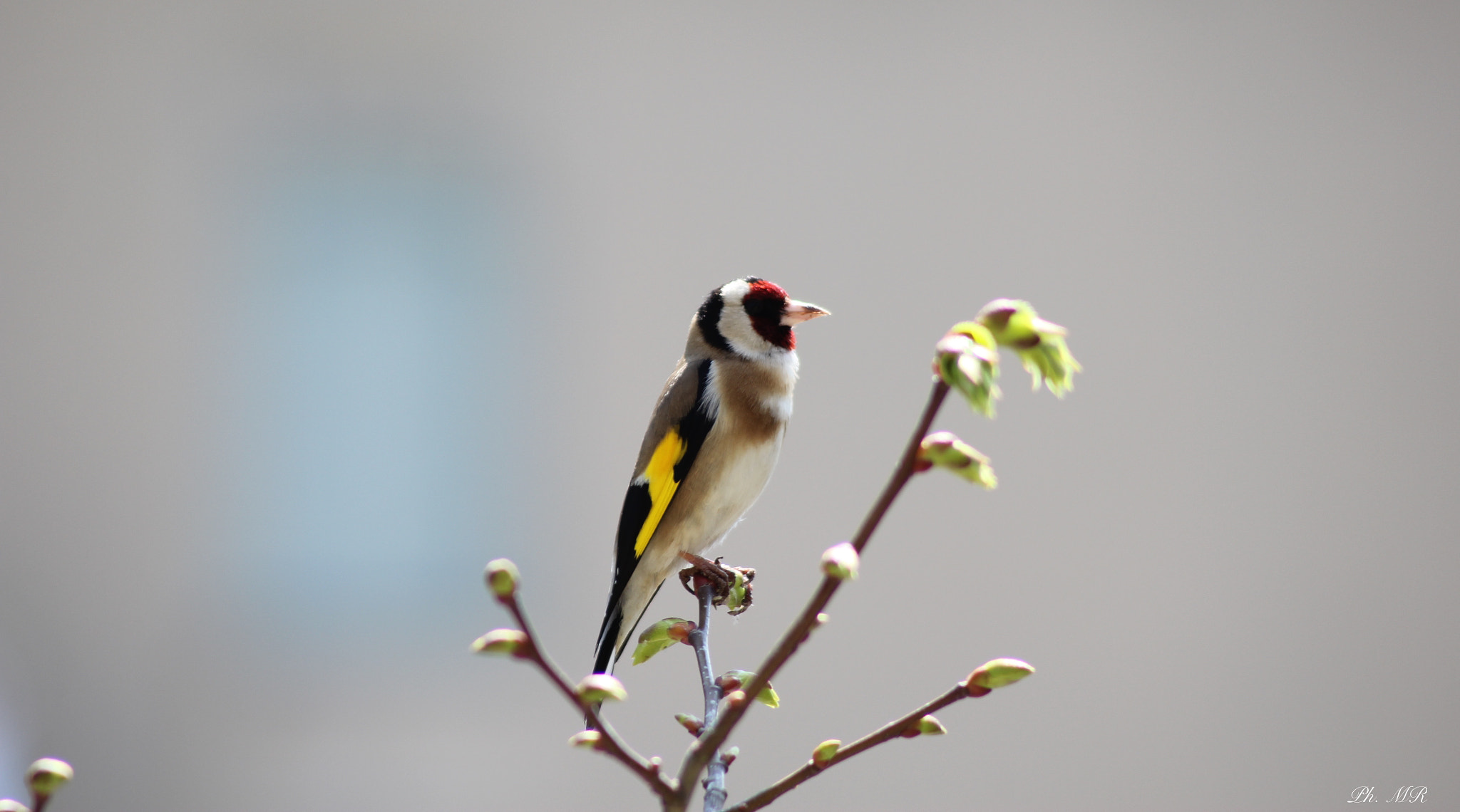 Canon EF 100-300mm F4.5-5.6 USM sample photo. Bird on the tree photography