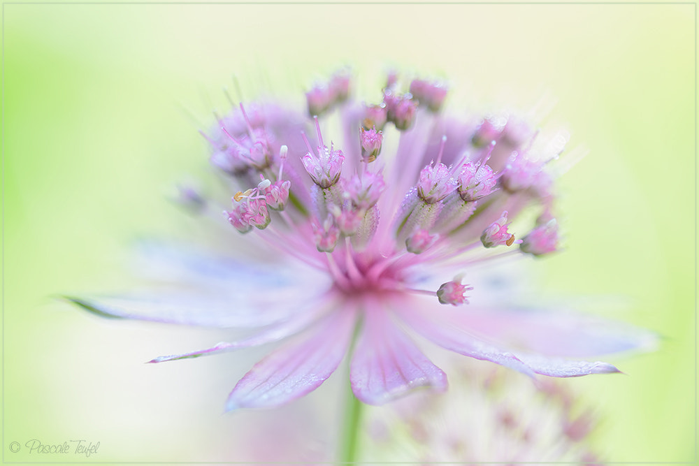 Sigma 150mm F2.8 EX DG Macro HSM sample photo. Open to receive dew and sunbeams photography
