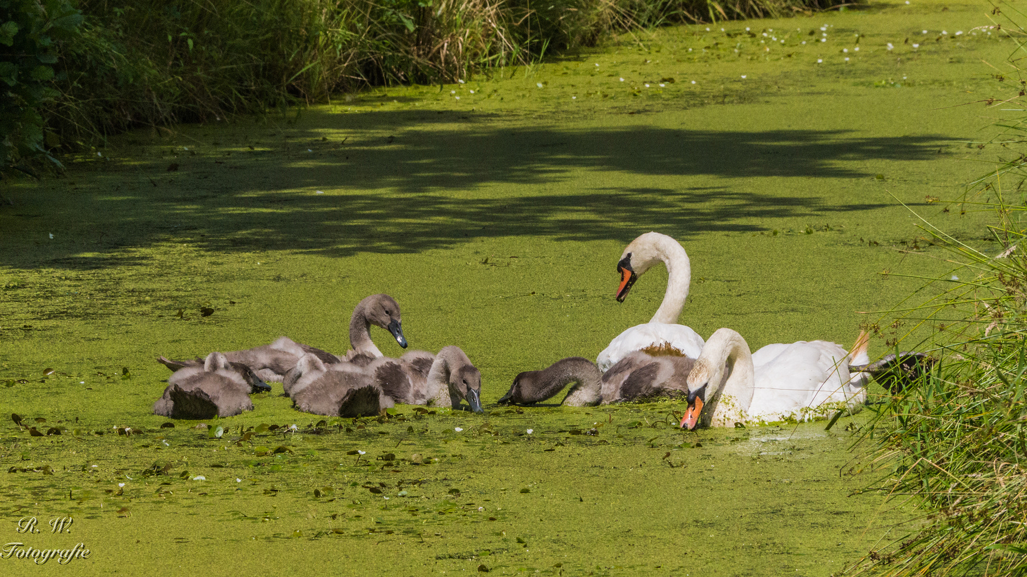 Panasonic Lumix DMC-GH3 sample photo. Großfamilie photography