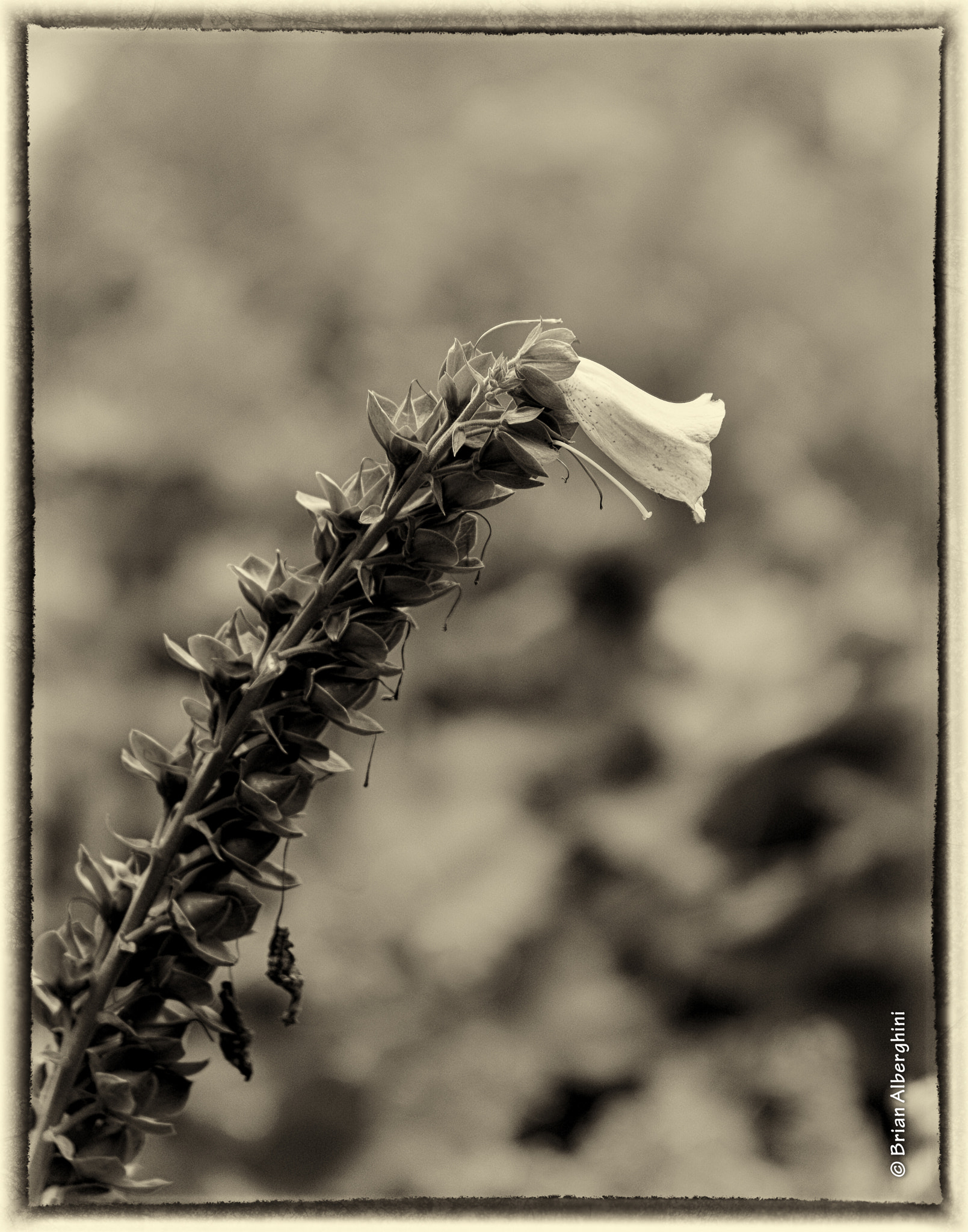 Nikon D7100 + Sigma 24-105mm F4 DG OS HSM Art sample photo. The last survivor photography