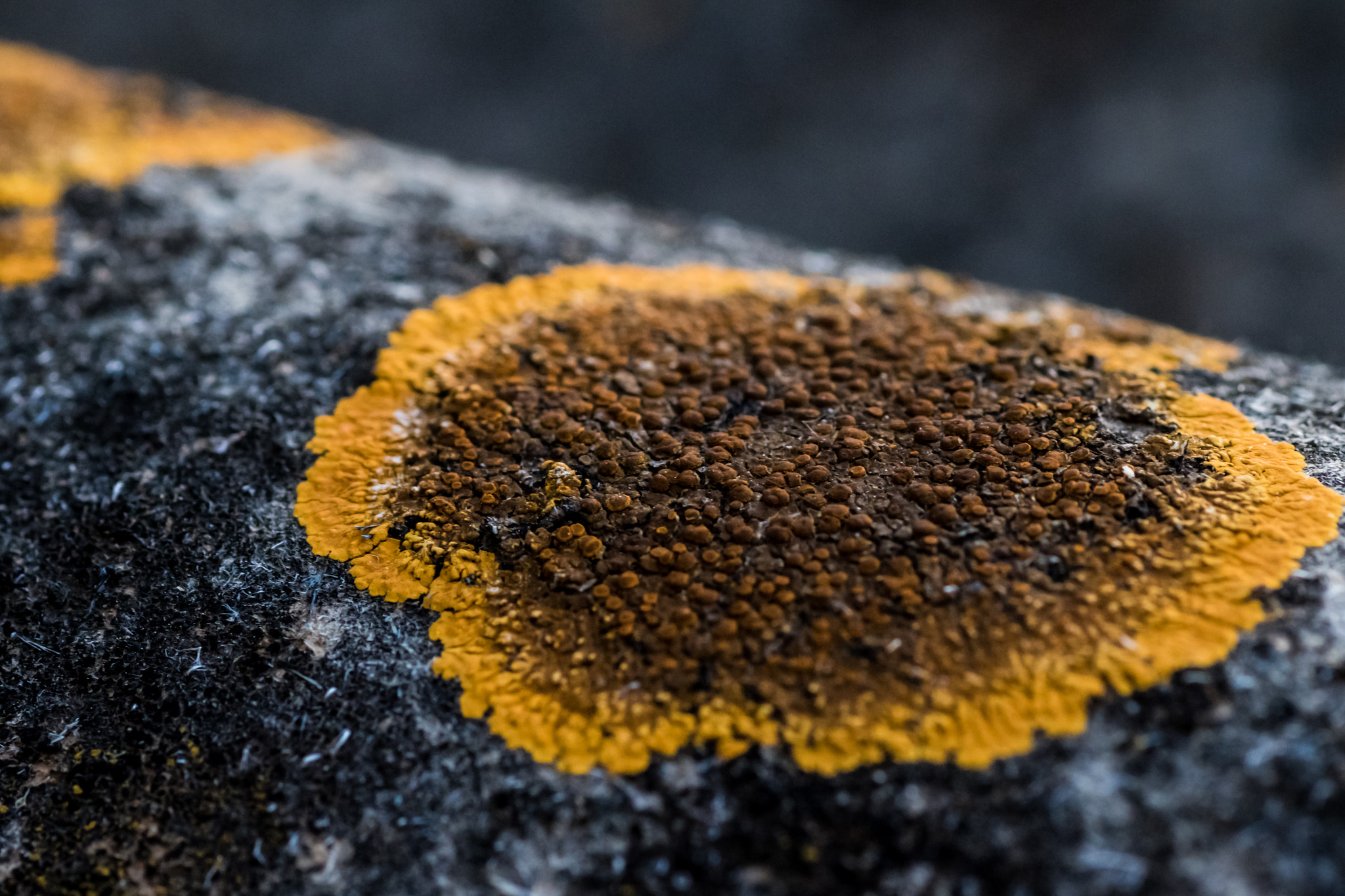 Tamron SP AF 90mm F2.8 Di Macro sample photo. Yellow moss... photography