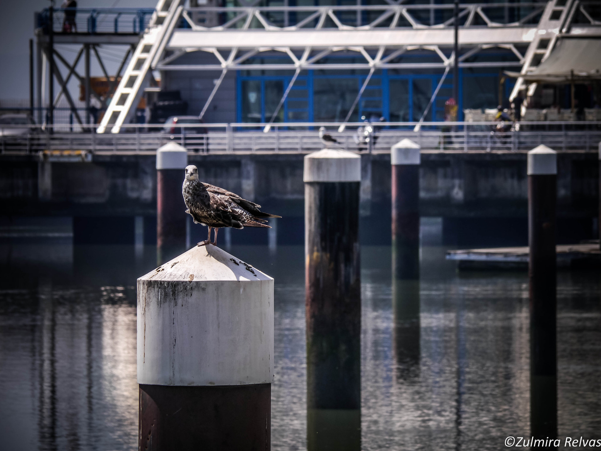 Panasonic Lumix G Vario 45-200mm F4-5.6 OIS sample photo. Junto ao aquario vasco da gama-lisboa photography