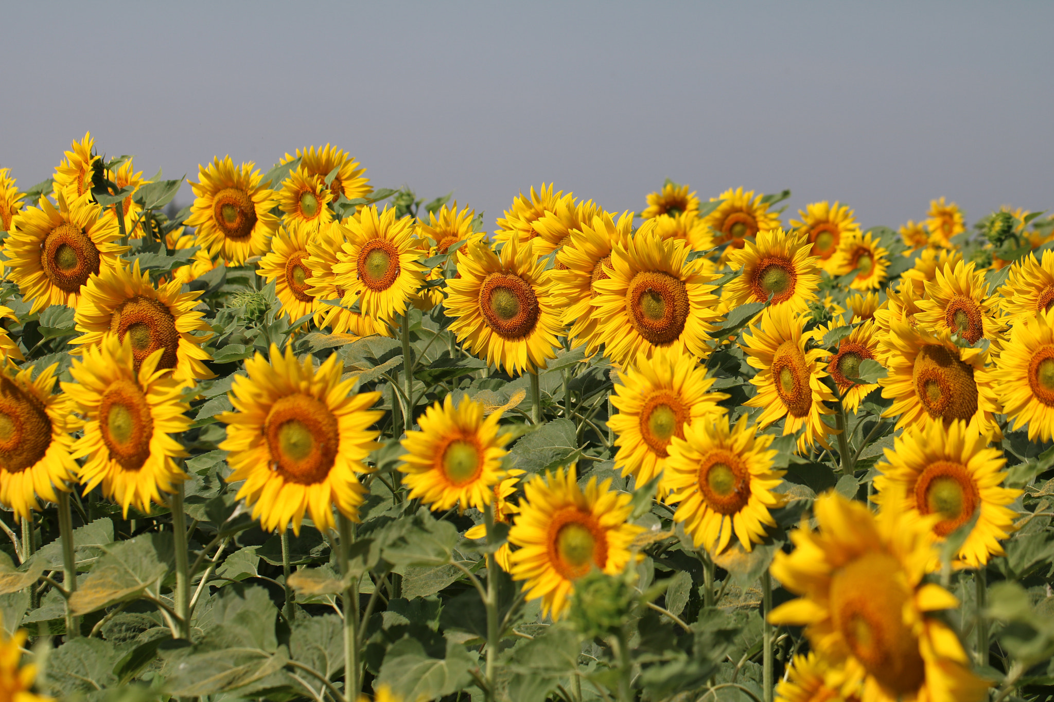 Canon EOS 760D (EOS Rebel T6s / EOS 8000D) + Canon EF 100mm F2.8L Macro IS USM sample photo. Girasoli photography