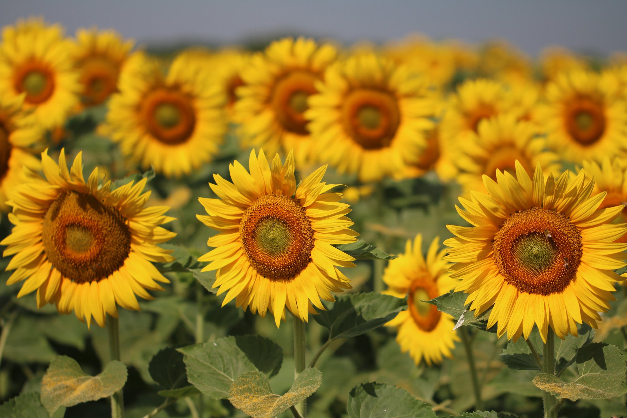 Canon EOS 760D (EOS Rebel T6s / EOS 8000D) + Canon EF 100mm F2.8L Macro IS USM sample photo. Girasoli photography