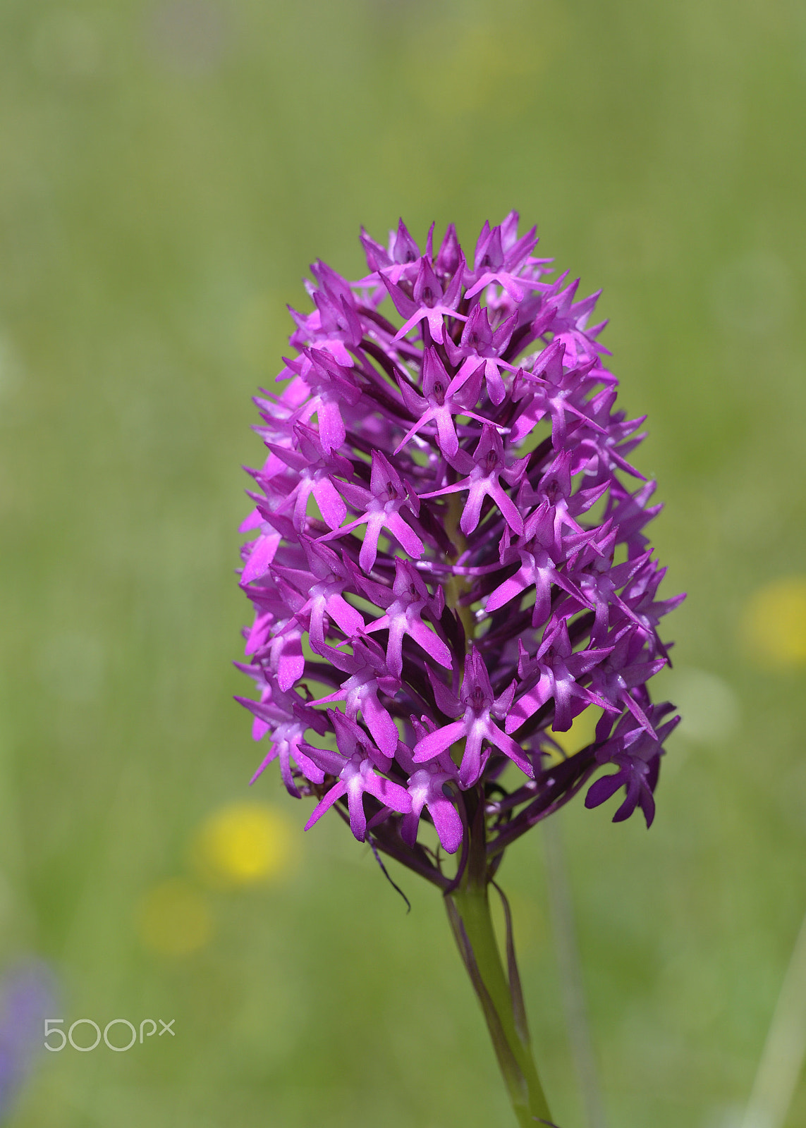 Nikon D600 sample photo. Anacamptis pyramidalis photography