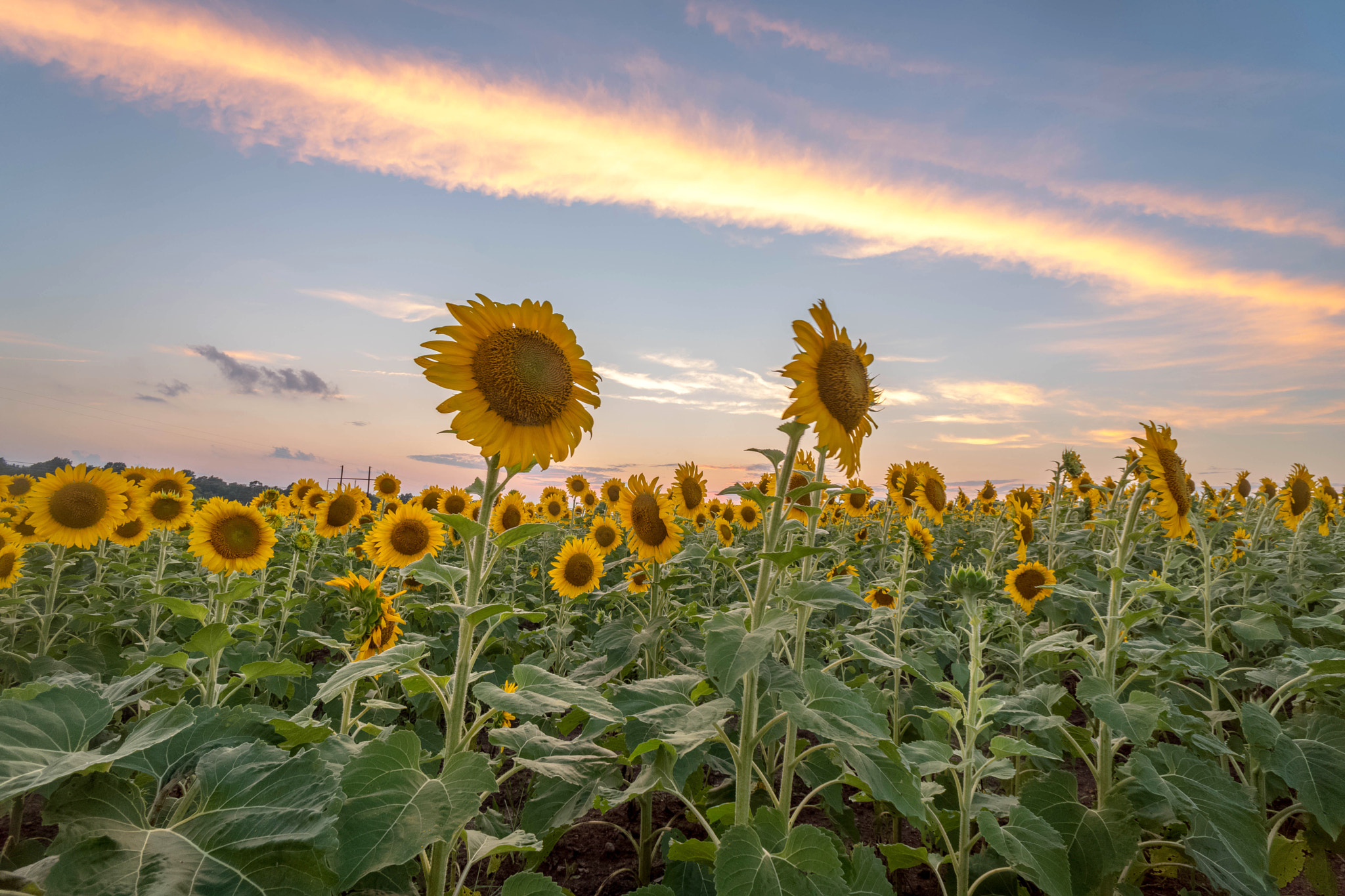 Sony a6300 + Sony E 16mm F2.8 sample photo. Acres of sunflowers as the sun set. wish i'd gotte ... photography