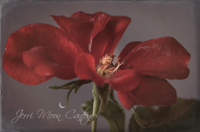 Sigma 105mm F2.8 EX DG Macro sample photo. Faded rose photography