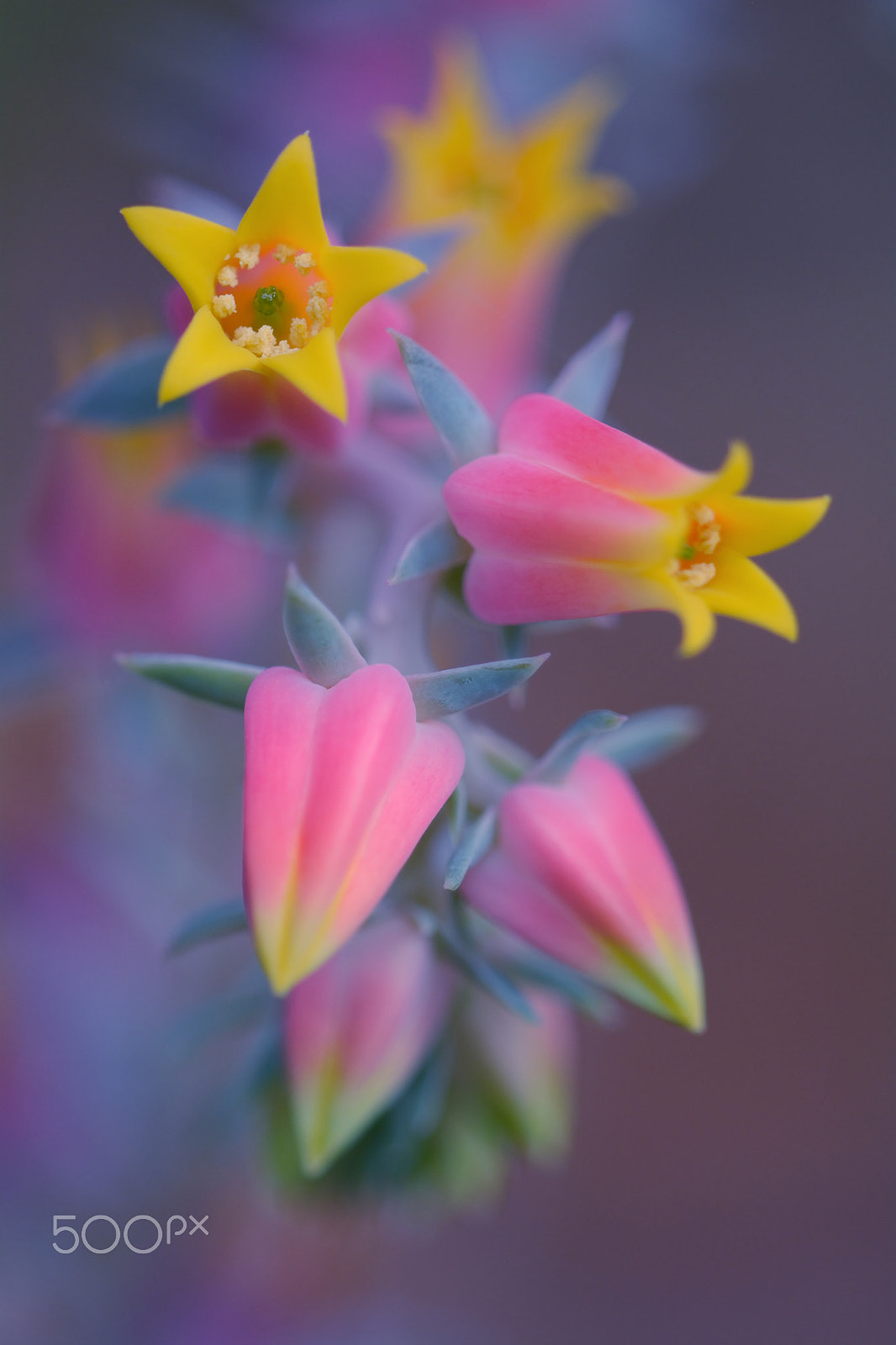 Nikon D7100 + Nikon AF Micro-Nikkor 200mm F4D ED-IF sample photo. Echeveria pumila photography