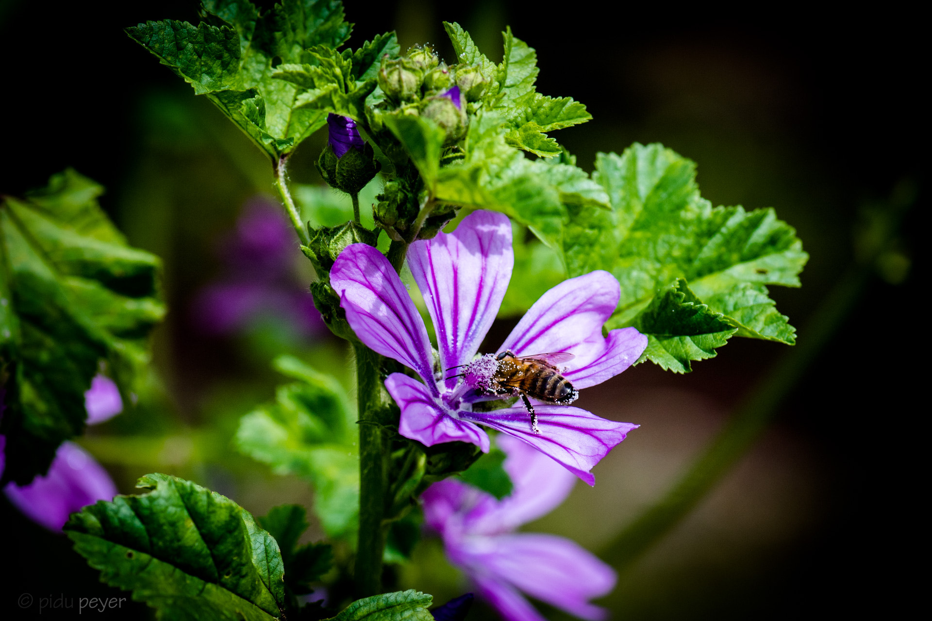 Nikon D5 sample photo. Insect on work photography