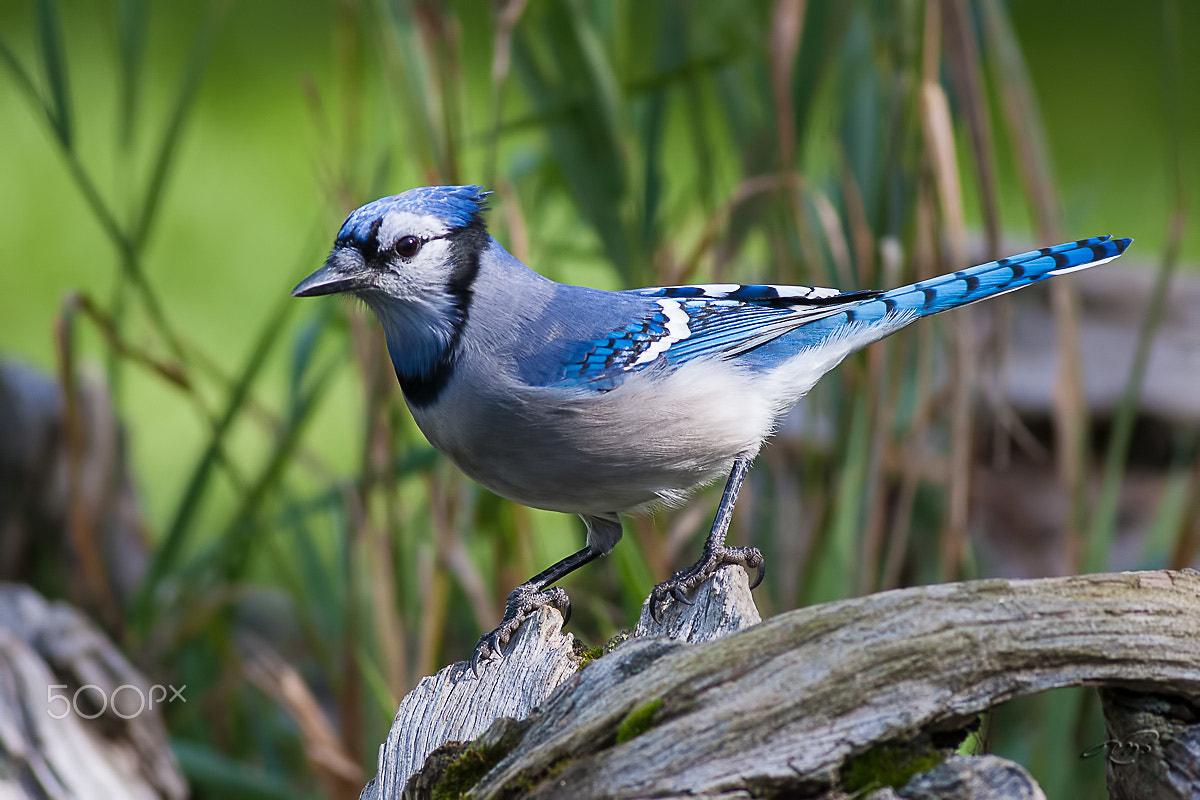 Canon EOS 40D + Canon EF 400mm F5.6L USM sample photo. Blue jay photography