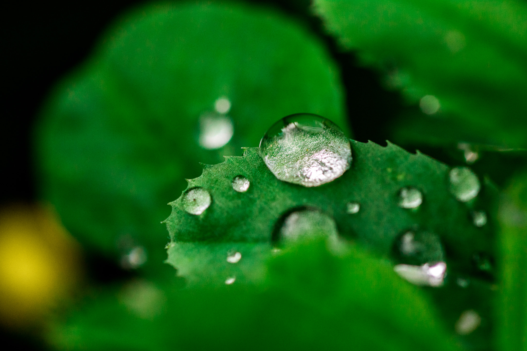 Tamron SP AF 90mm F2.8 Di Macro sample photo. Little drop... photography