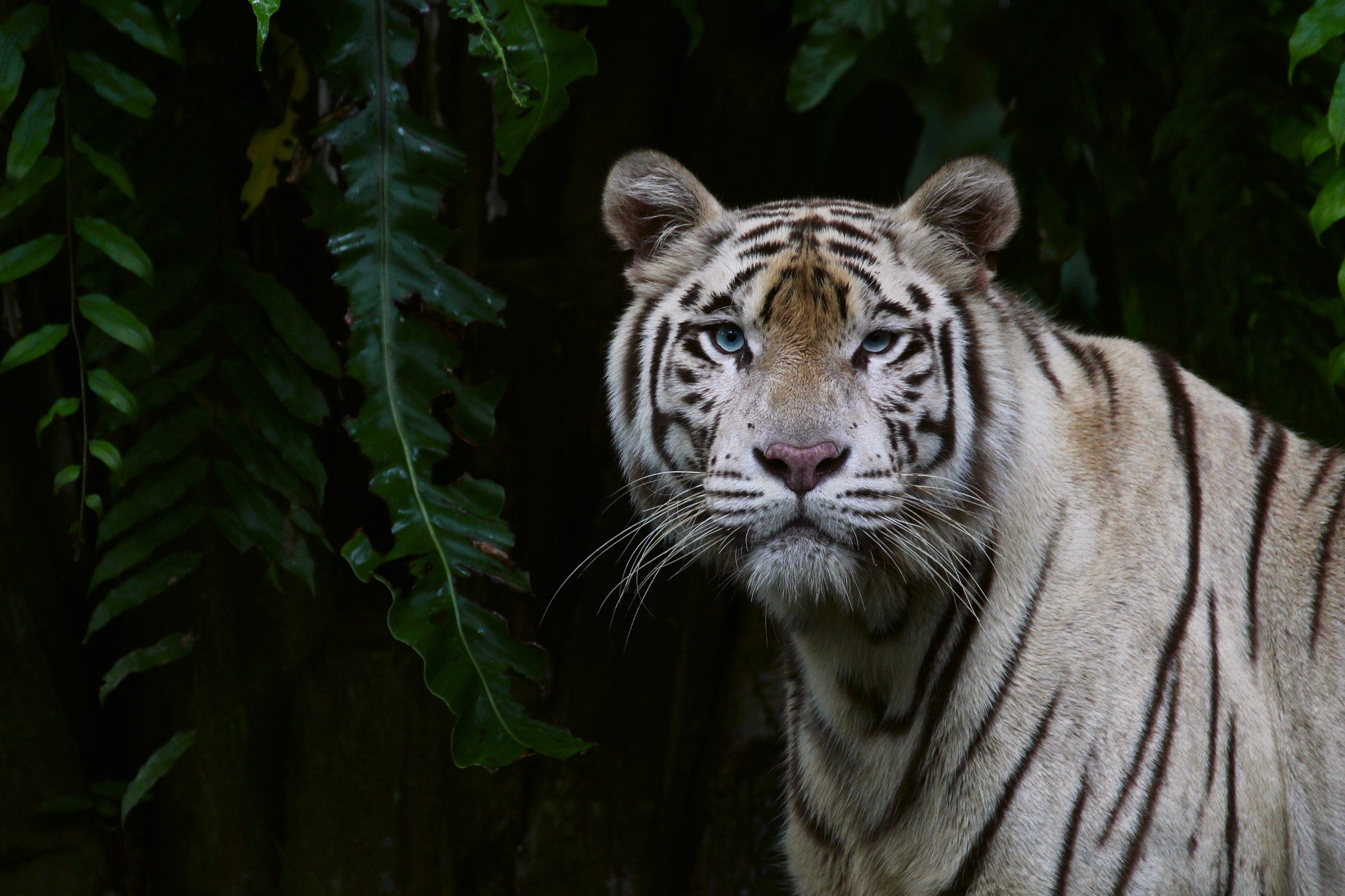 Canon EF 70-300mm F4-5.6L IS USM sample photo. White tiger photography