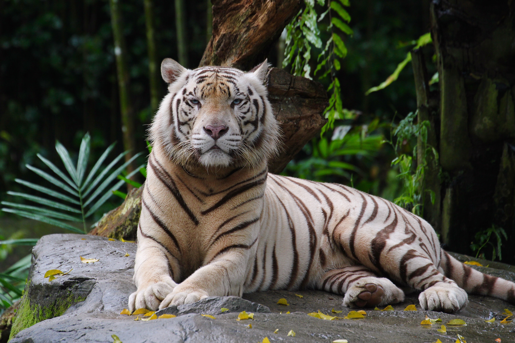 Canon EF 70-300mm F4-5.6L IS USM sample photo. White tiger photography