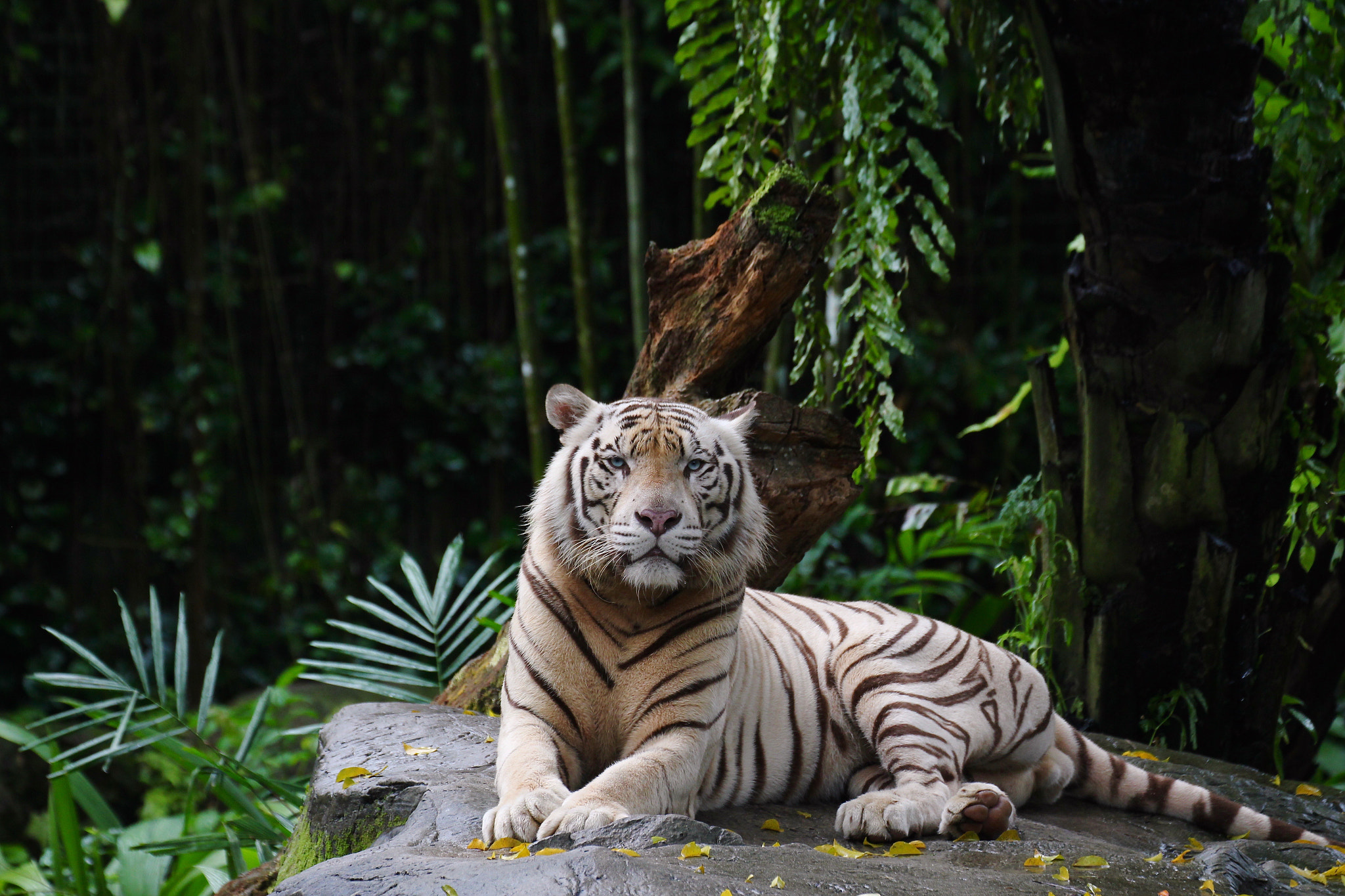 Canon EF 70-300mm F4-5.6L IS USM sample photo. White tiger photography