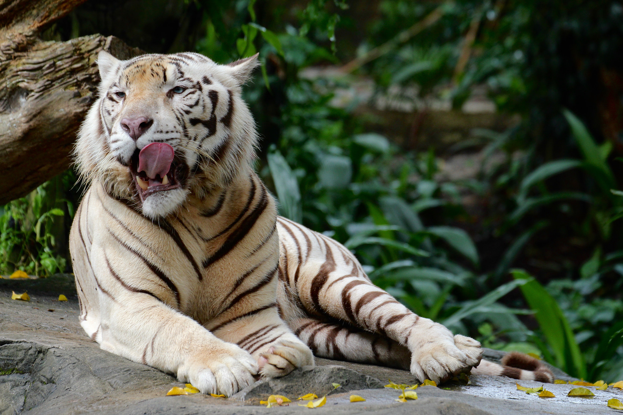 Canon EF 70-300mm F4-5.6L IS USM sample photo. Yawn photography