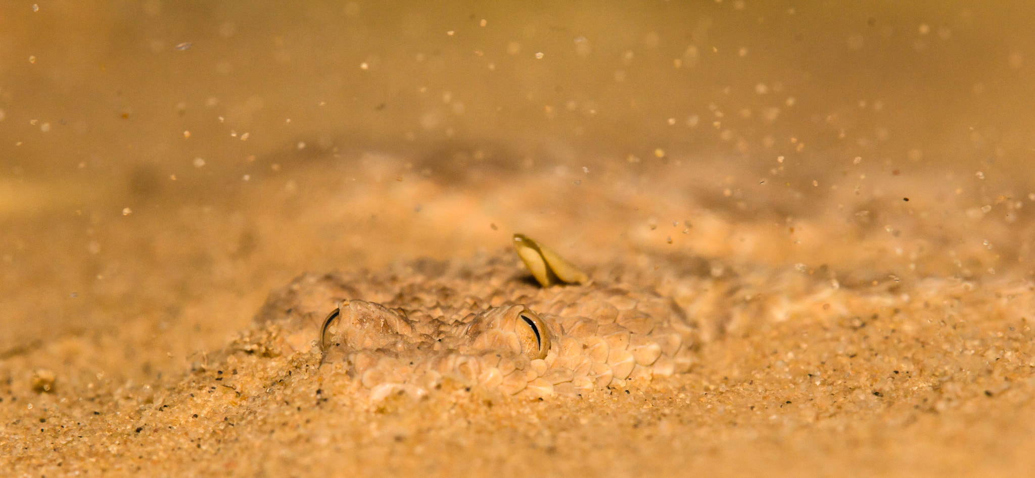 Tamron SP AF 180mm F3.5 Di LD (IF) Macro sample photo. Cerastes vipera digging photography