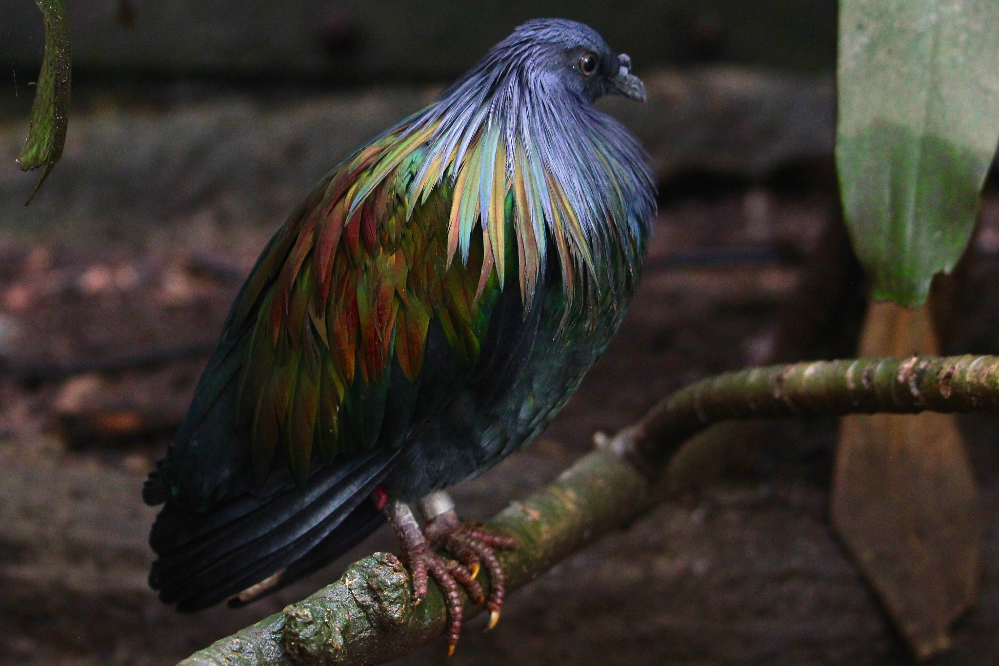 Canon EF 70-300mm F4-5.6L IS USM sample photo. Nicobar pigeon photography