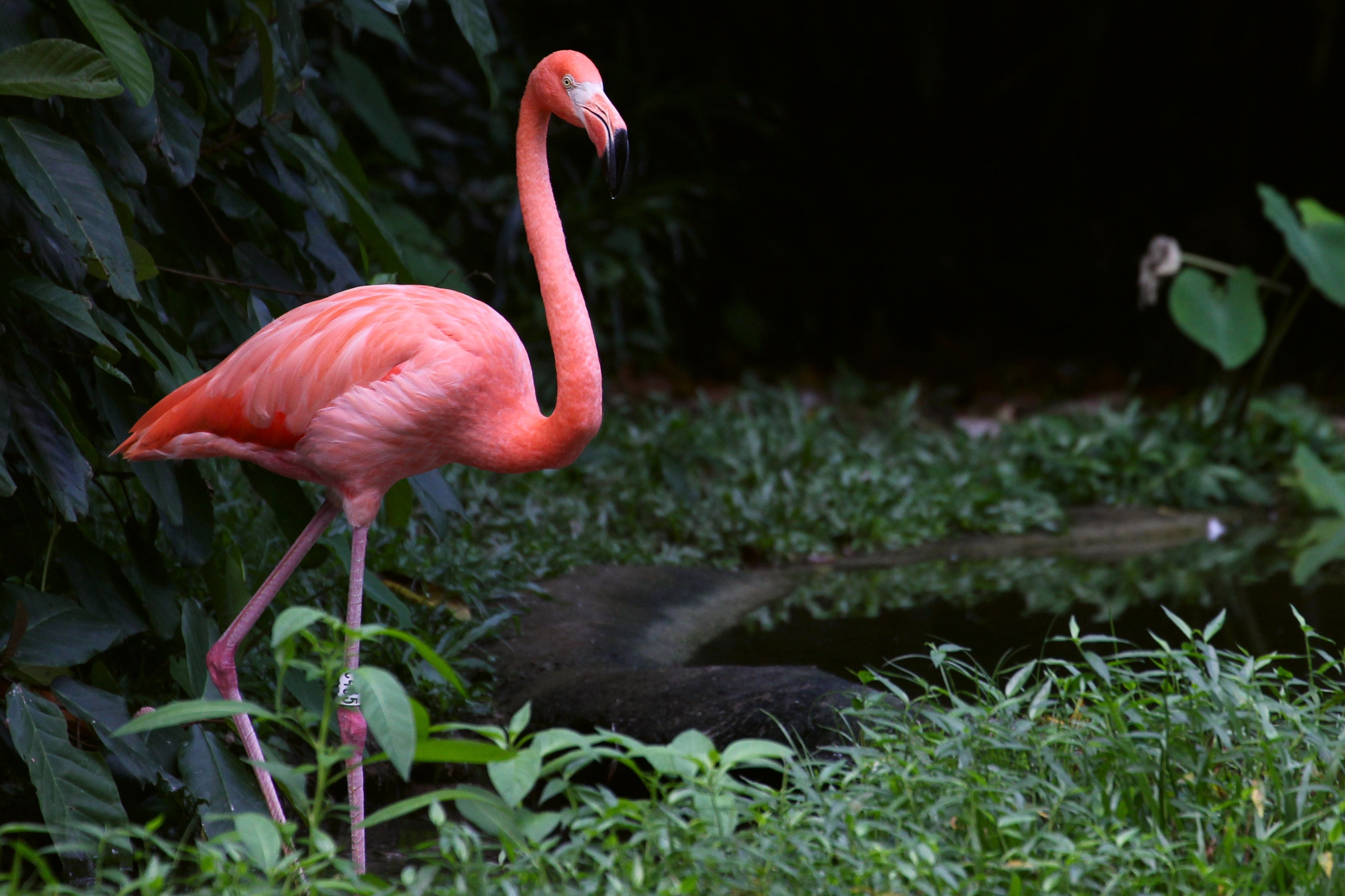 Canon EF 70-300mm F4-5.6L IS USM sample photo. Flamingo photography