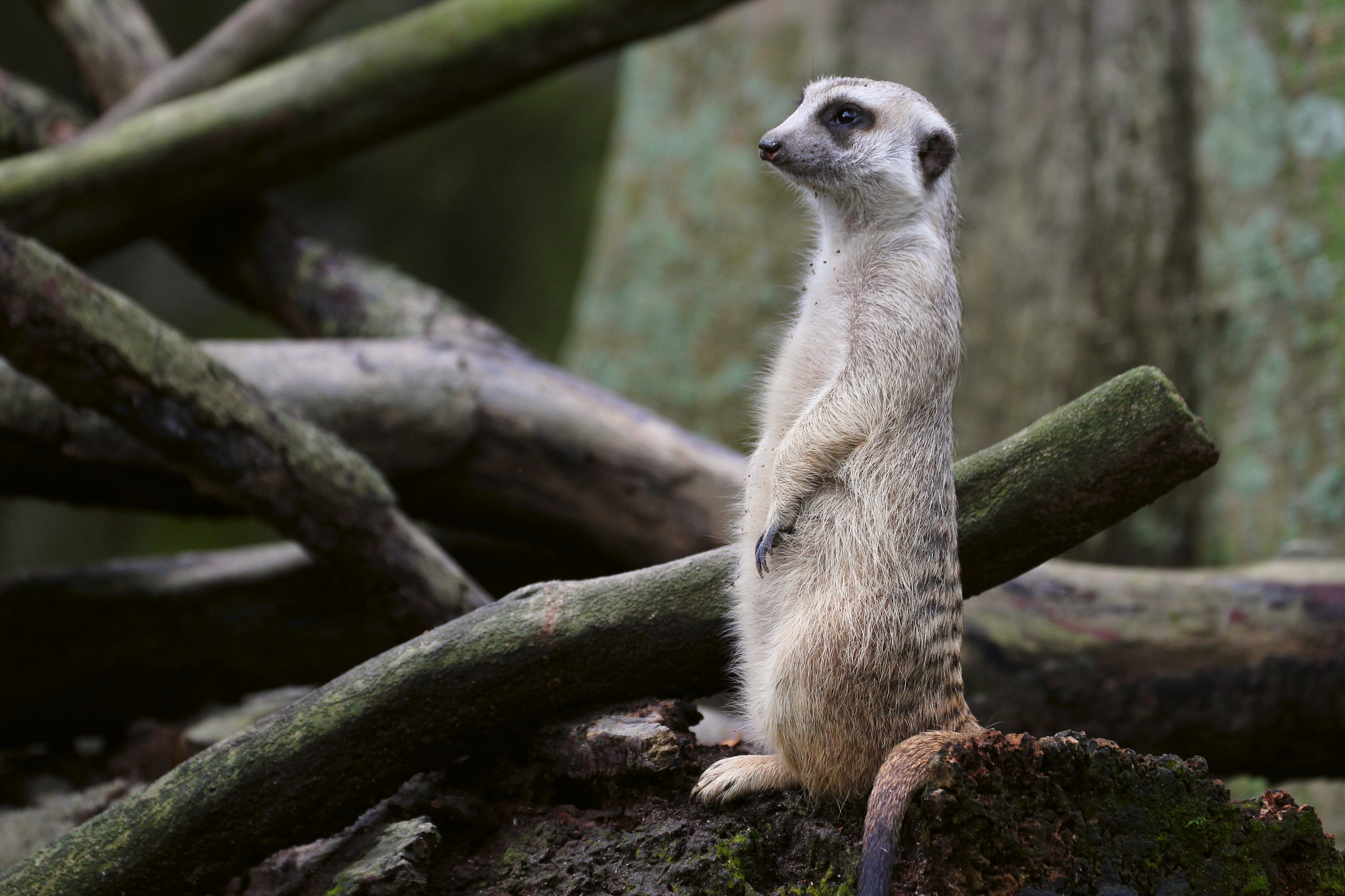 Canon EF 70-300mm F4-5.6L IS USM sample photo. Meerkat photography