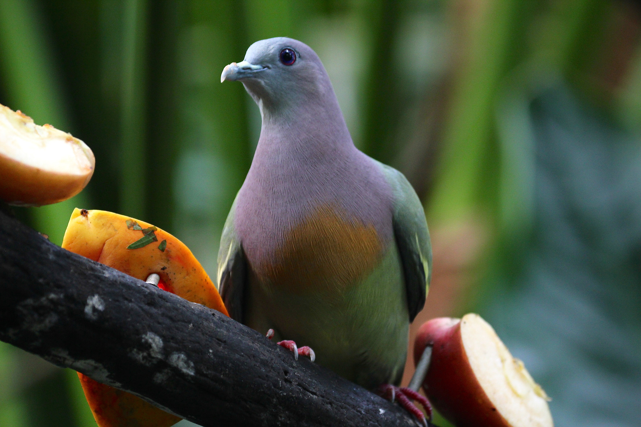 Canon EF 70-300mm F4-5.6L IS USM sample photo. Smiley birds photography