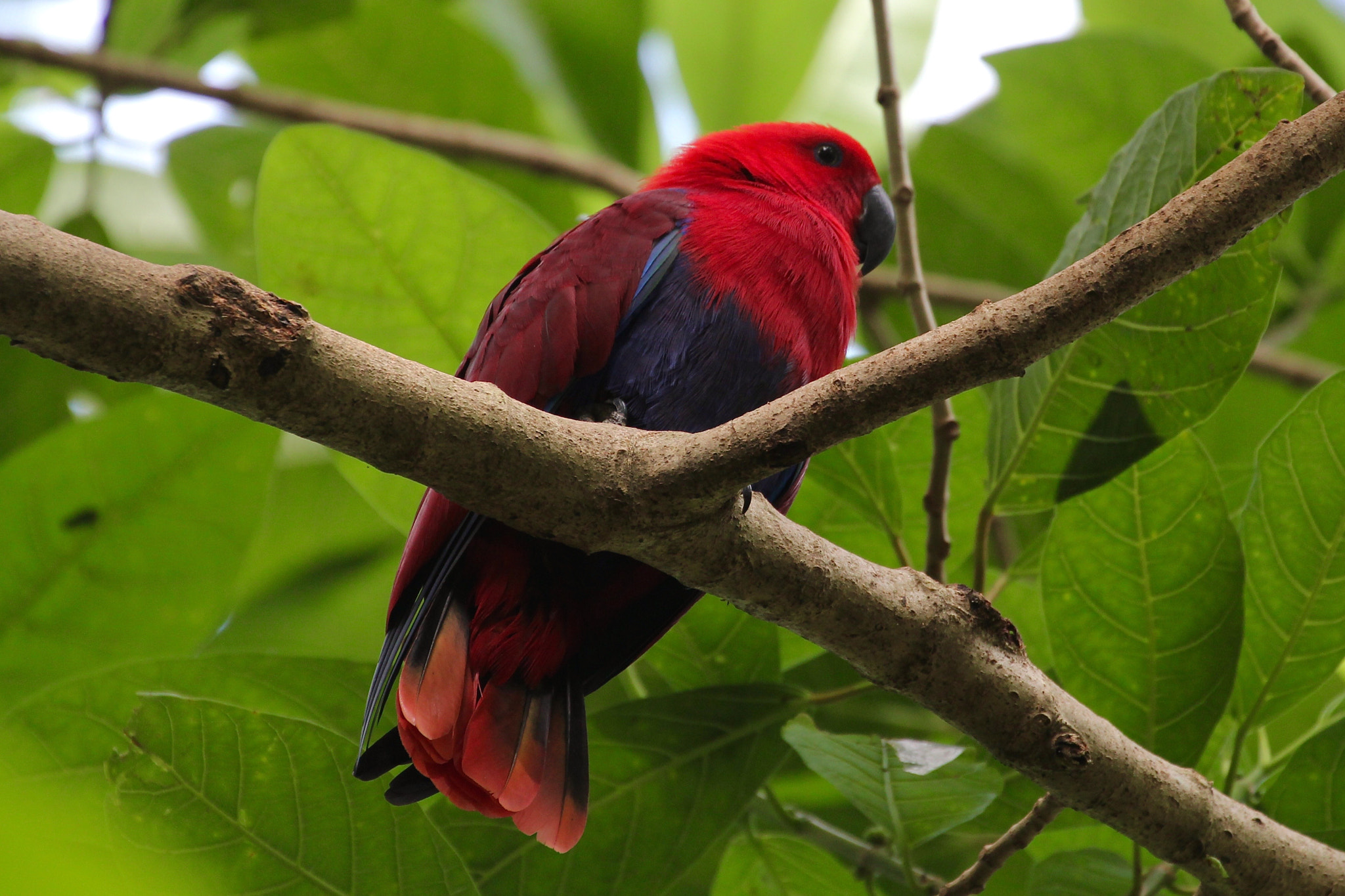 Canon EF 70-300mm F4-5.6L IS USM sample photo. Red lories photography