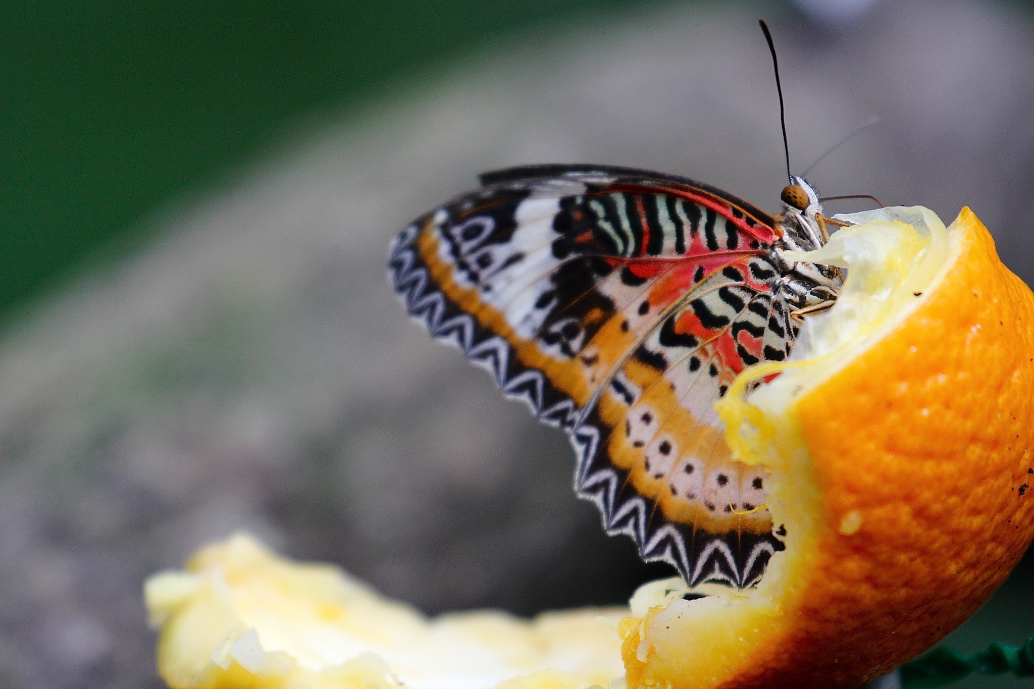 Canon EF 70-300mm F4-5.6L IS USM sample photo. Butterfly photography