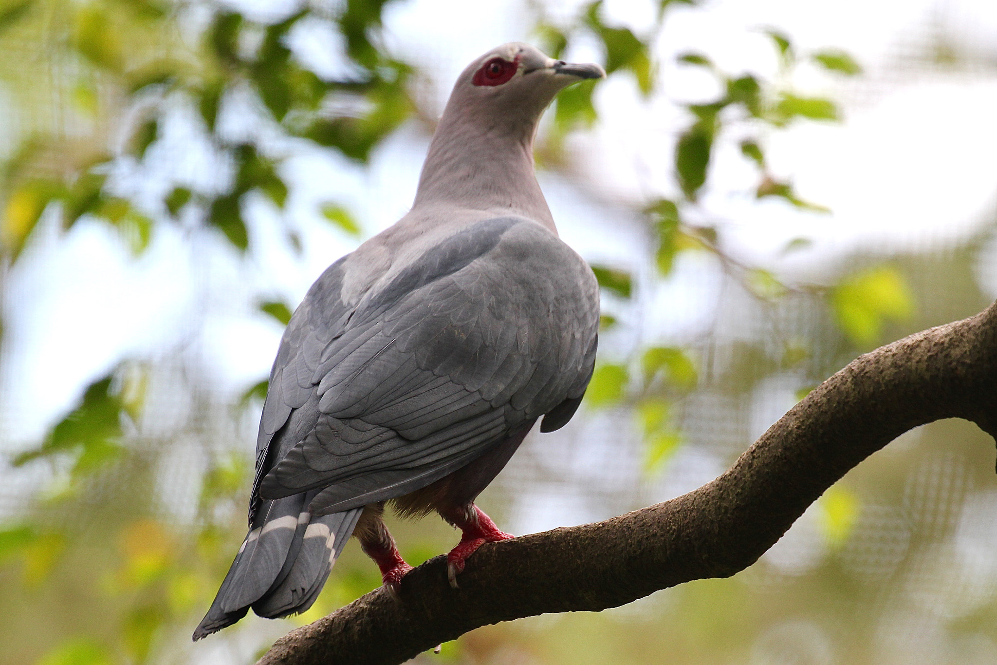 Canon EF 70-300mm F4-5.6L IS USM sample photo. Pinon pigeon photography