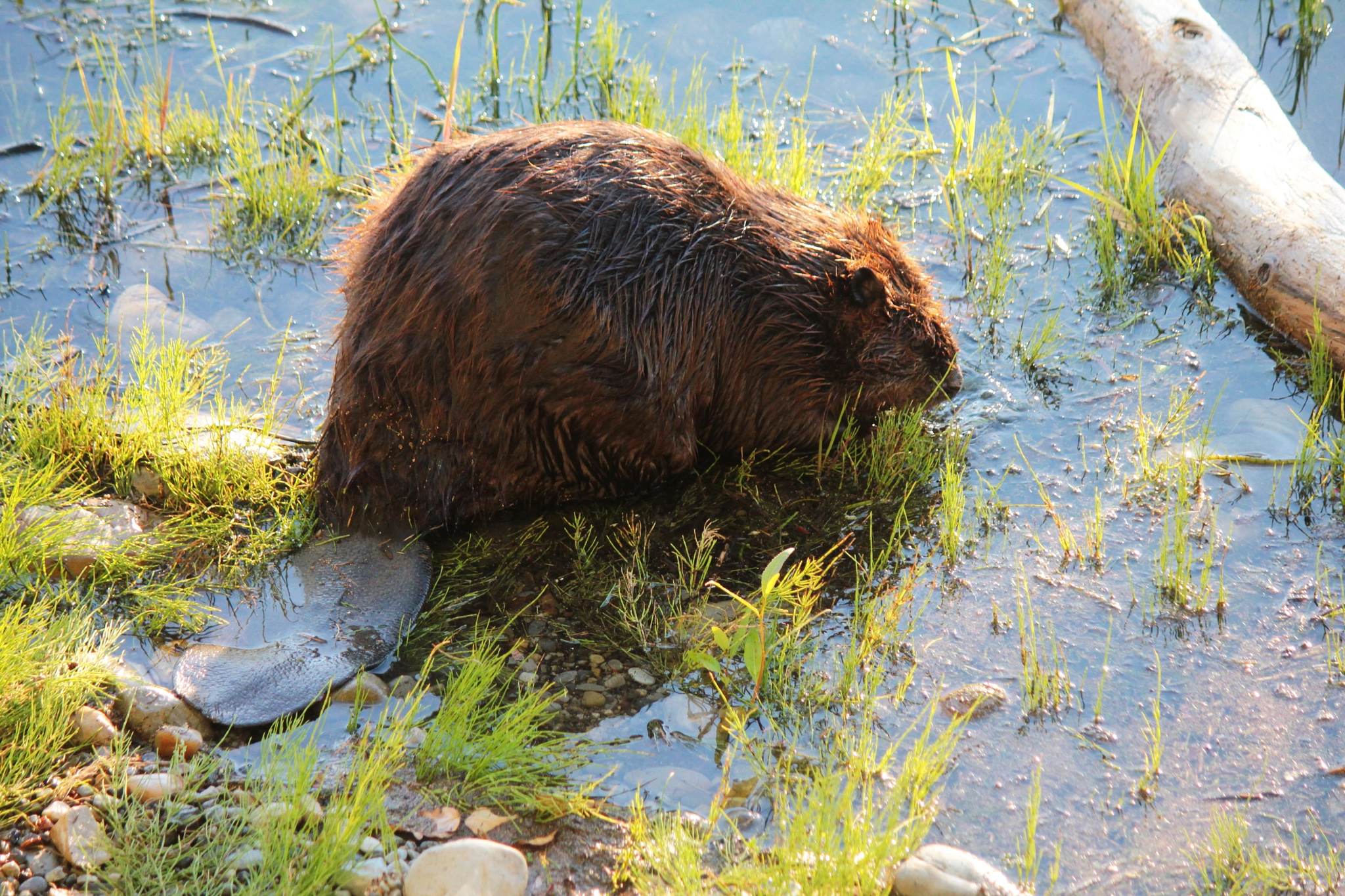 Canon EF-S 55-250mm F4-5.6 IS II sample photo. Mr. beaver photography
