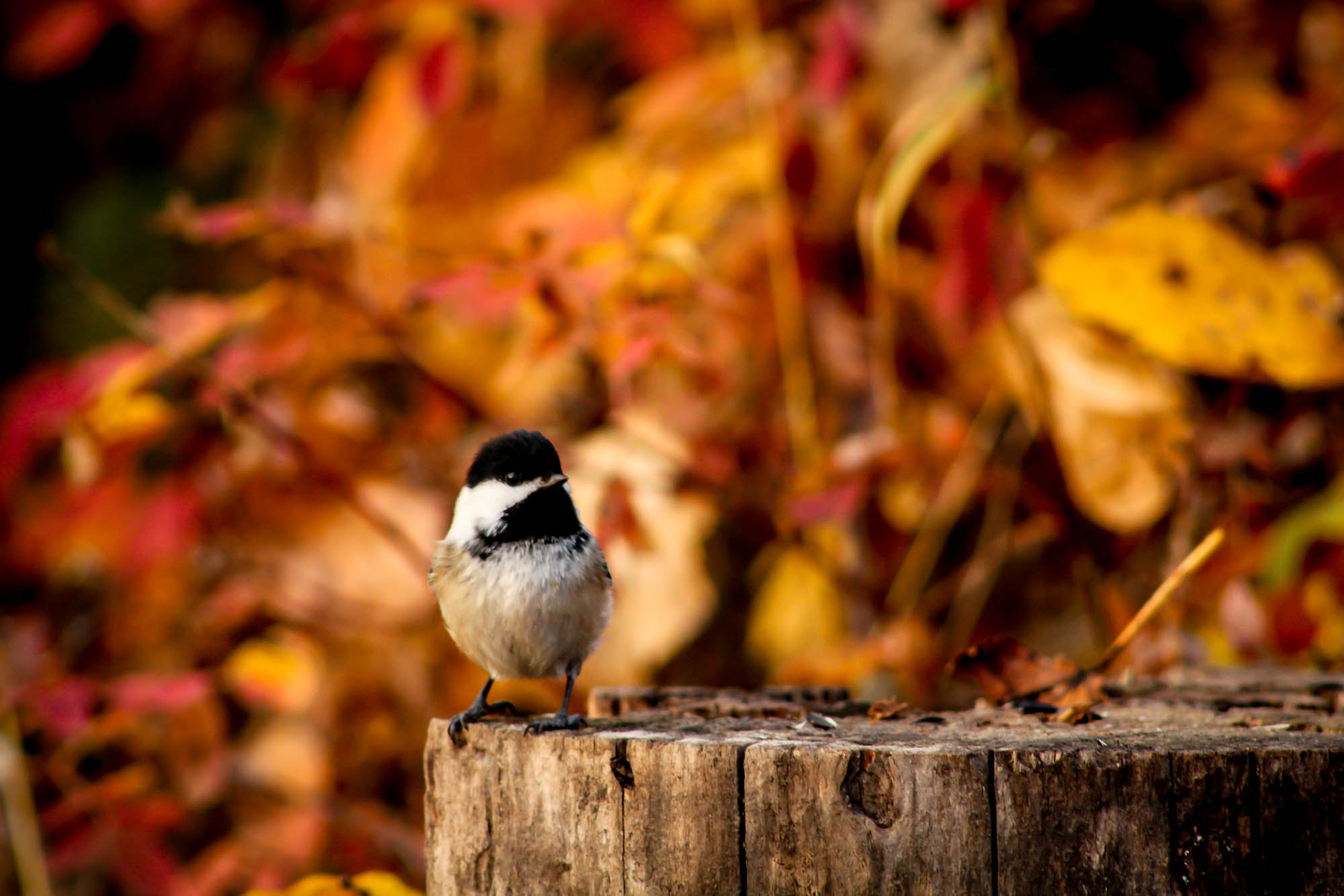 Canon EF 75-300mm f/4-5.6 USM sample photo. Perched photography