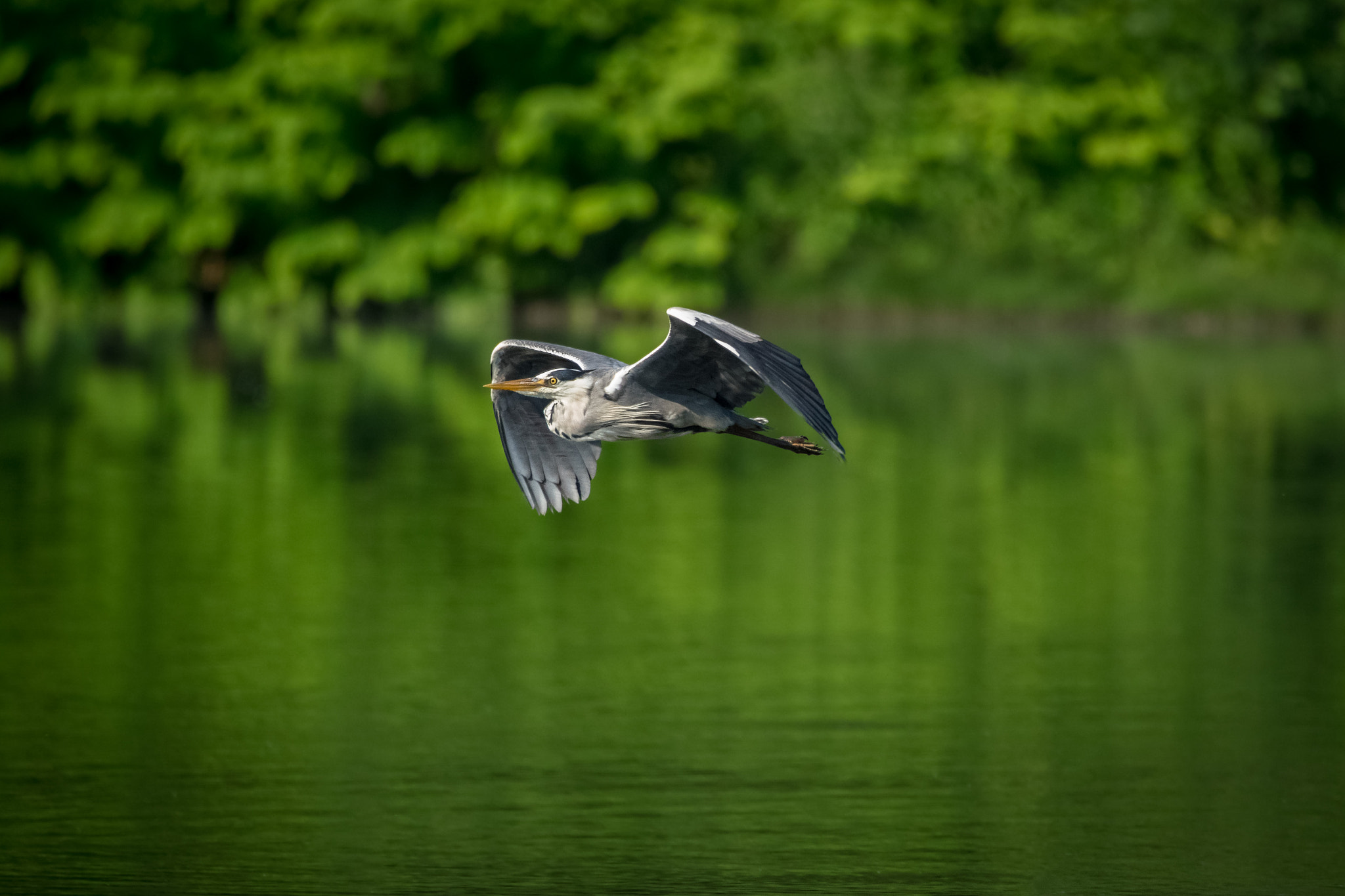 Sigma 150-600mm F5-6.3 DG OS HSM | C sample photo. Grey heron photography