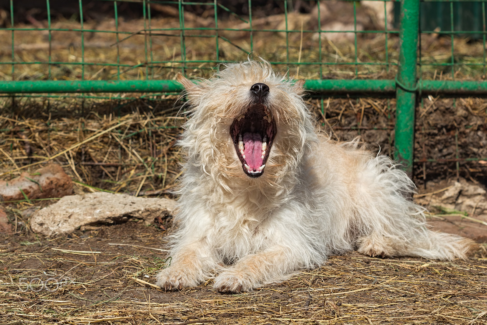 Canon EF 100mm F2.8 Macro USM sample photo. Little mongrel dog lying  and yawns photography