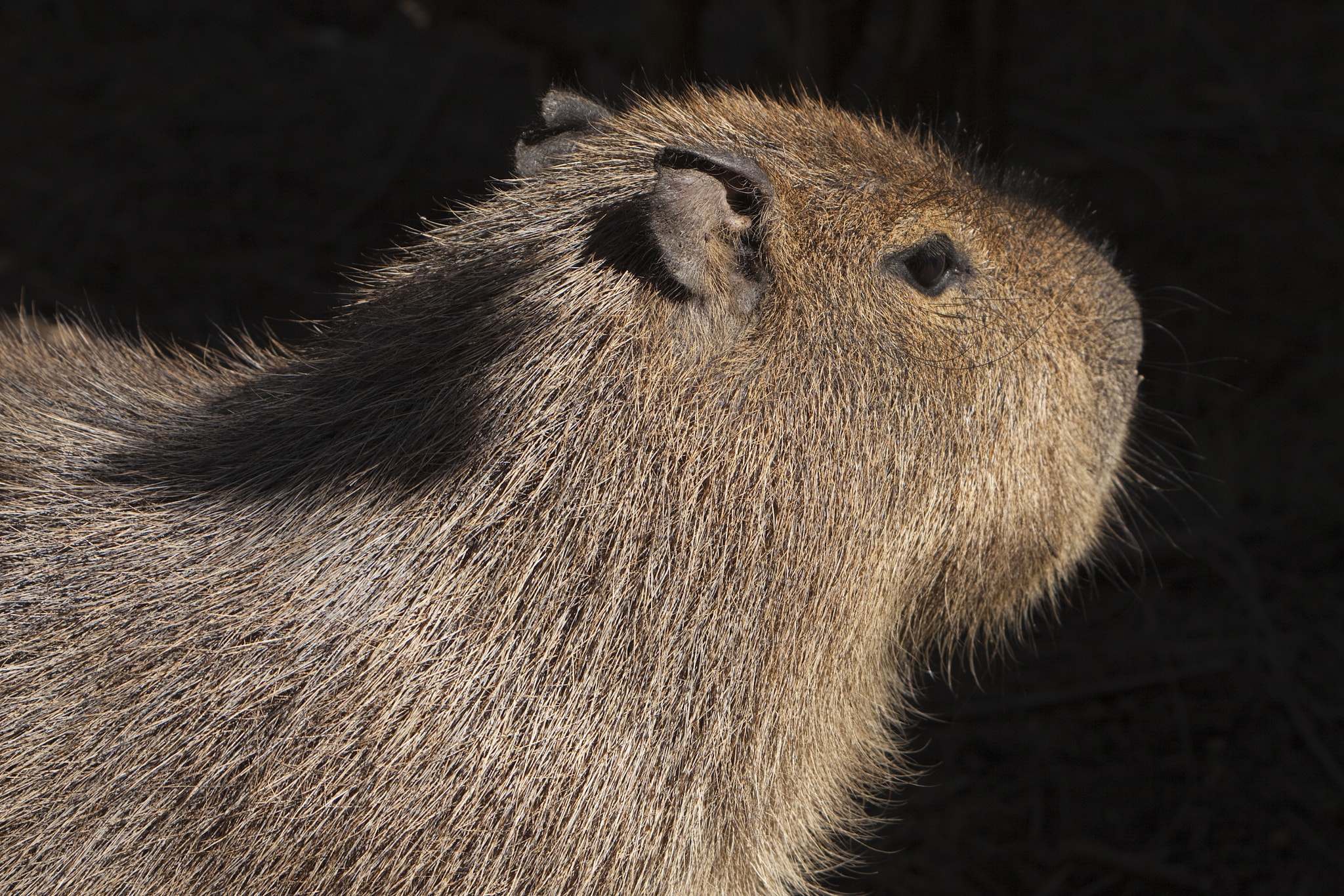 Canon EOS 5D Mark II + Canon EF 70-200mm F2.8L IS USM sample photo. Capivara photography