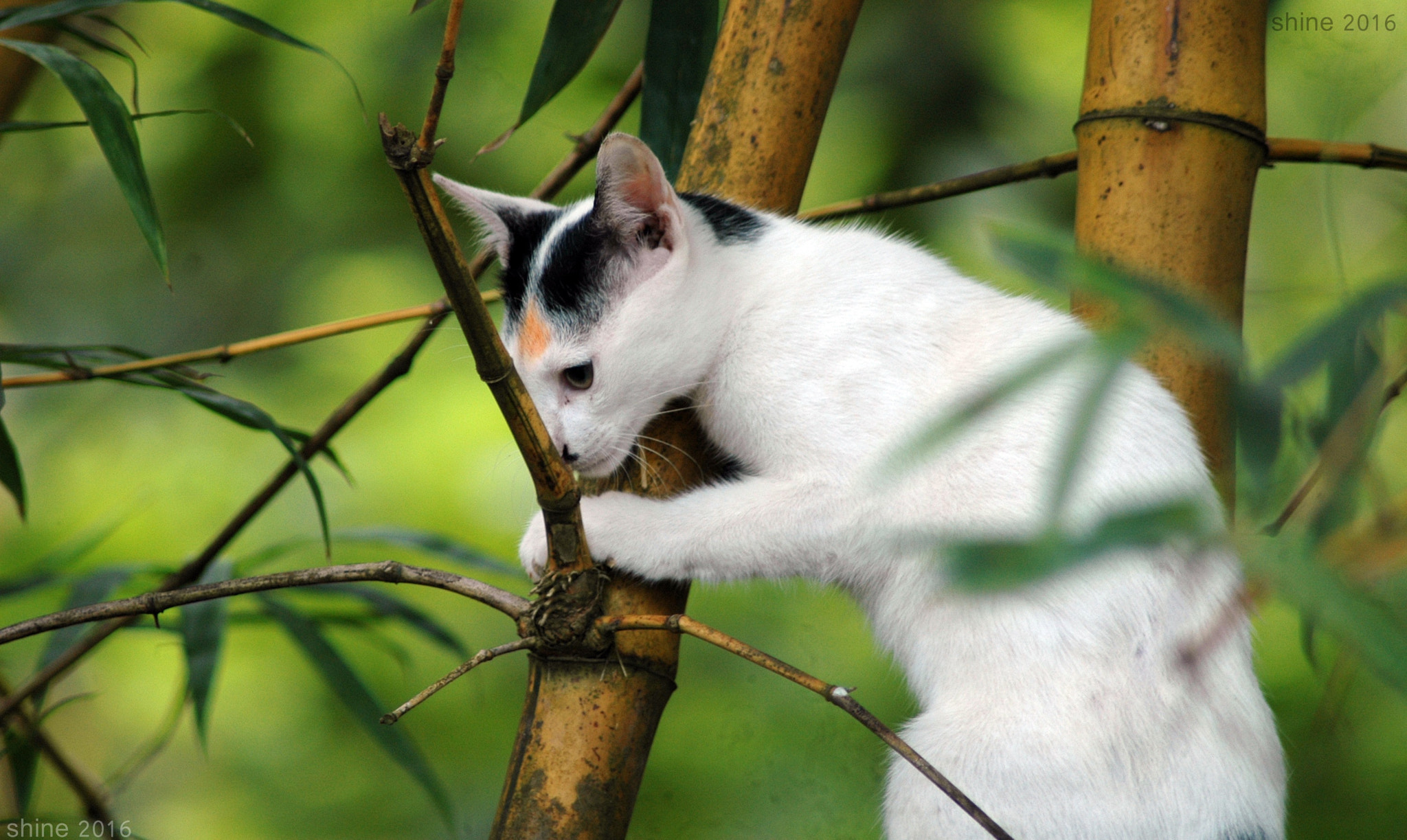 Nikon AF Nikkor 70-300mm F4-5.6G sample photo. Cat photography