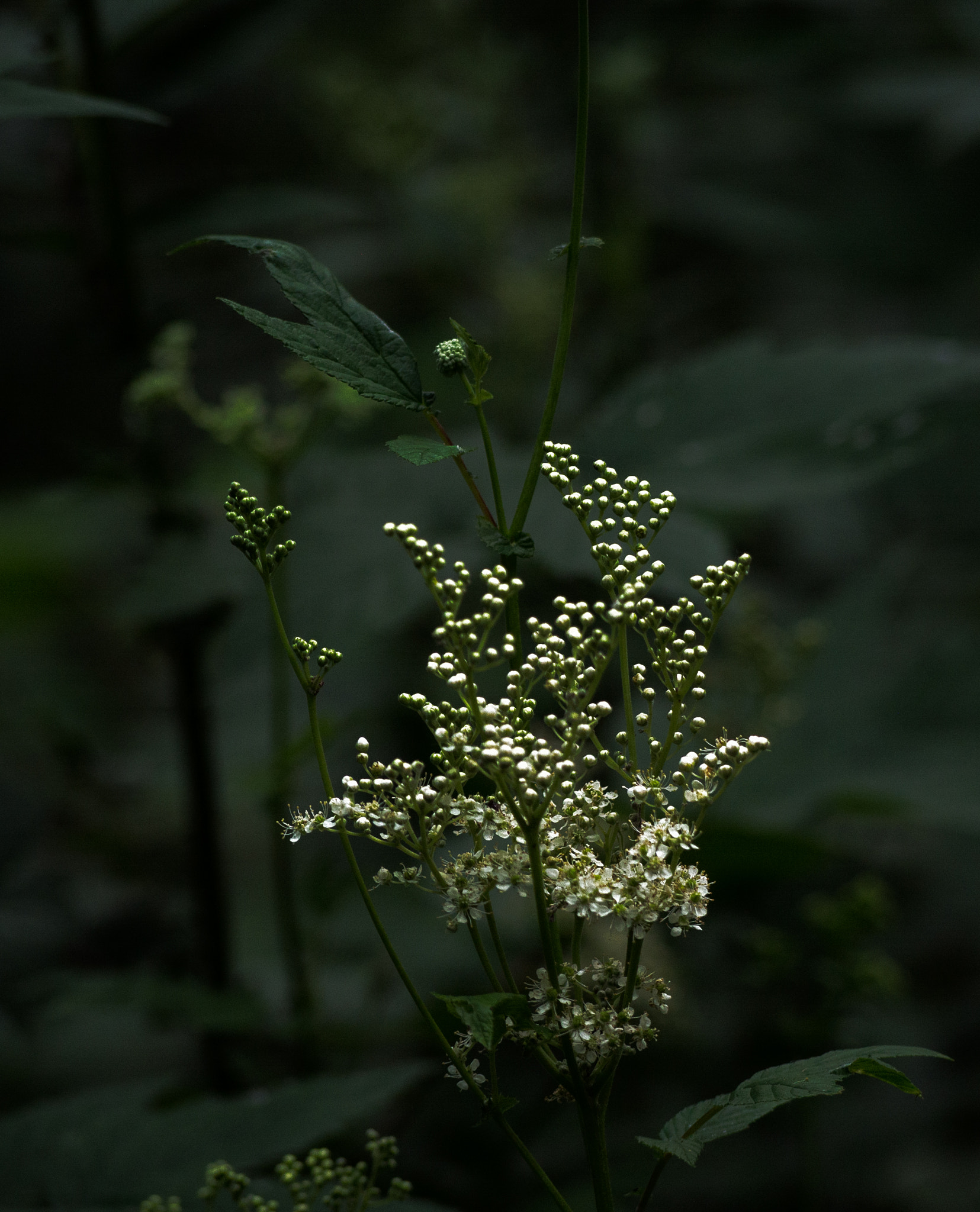 Olympus OM-D E-M5 + Panasonic Lumix G Vario 45-200mm F4-5.6 OIS sample photo. Moody meadowsweet photography