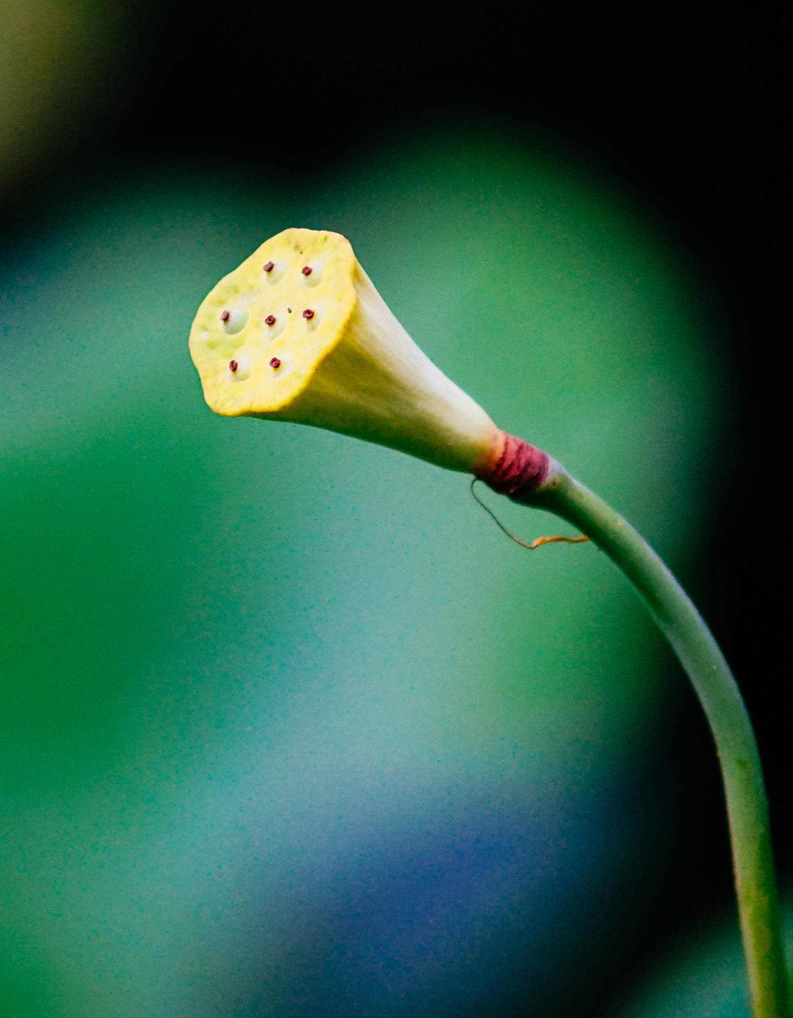 Minolta AF 70-210mm F4 Macro sample photo. Lotus photography