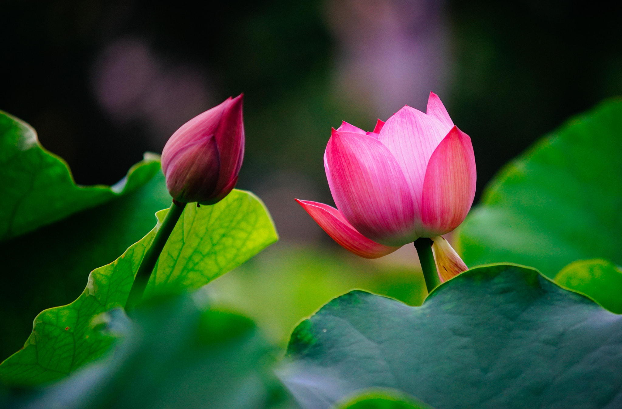 Minolta AF 70-210mm F4 Macro sample photo. Lotus photography