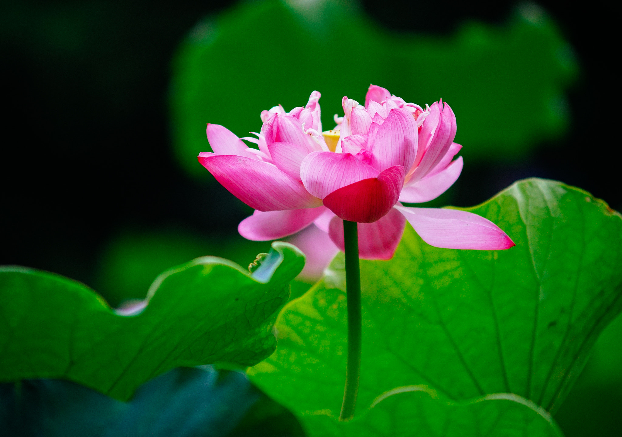 Minolta AF 70-210mm F4 Macro sample photo. Lotus photography