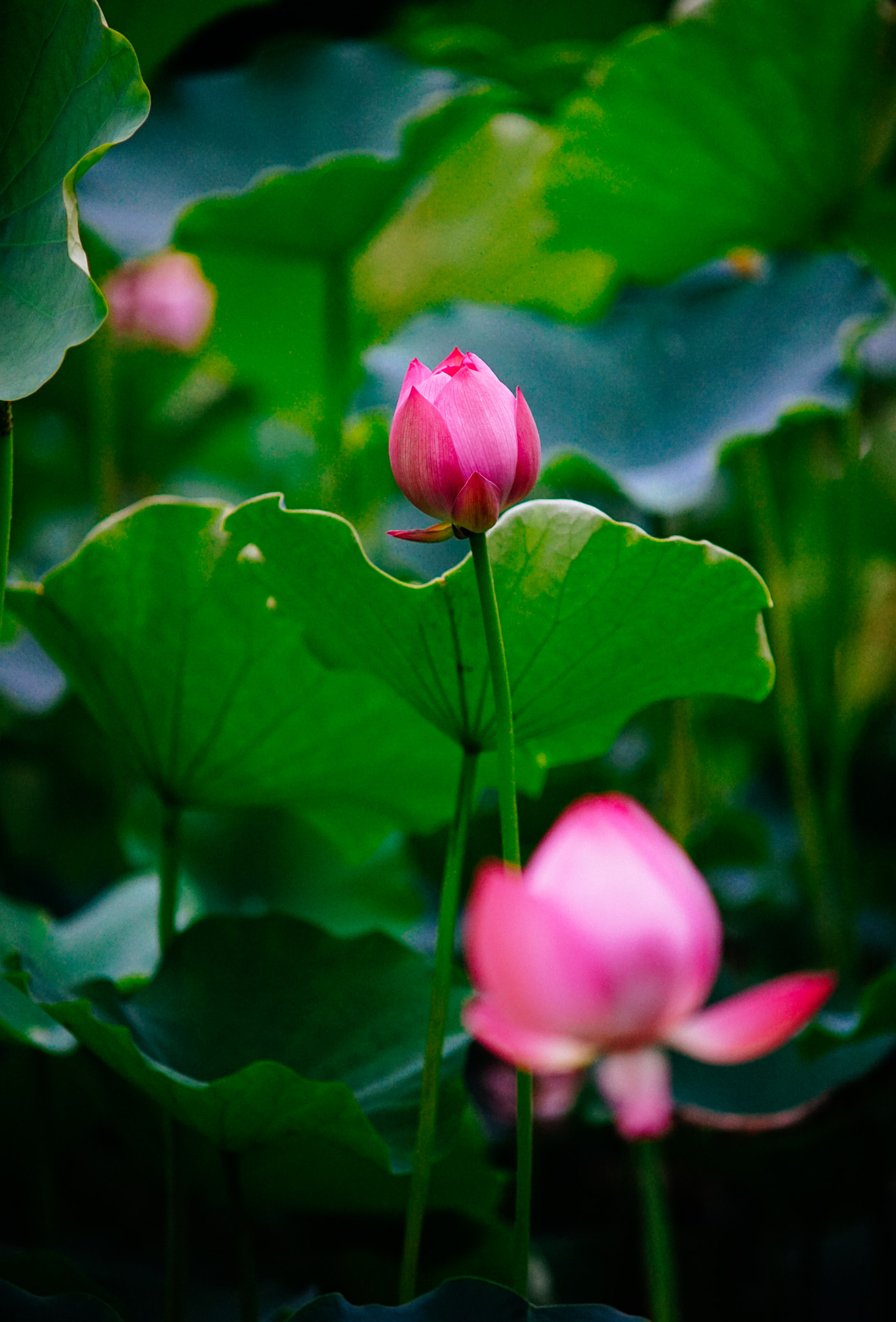 Minolta AF 70-210mm F4 Macro sample photo. Lotus photography