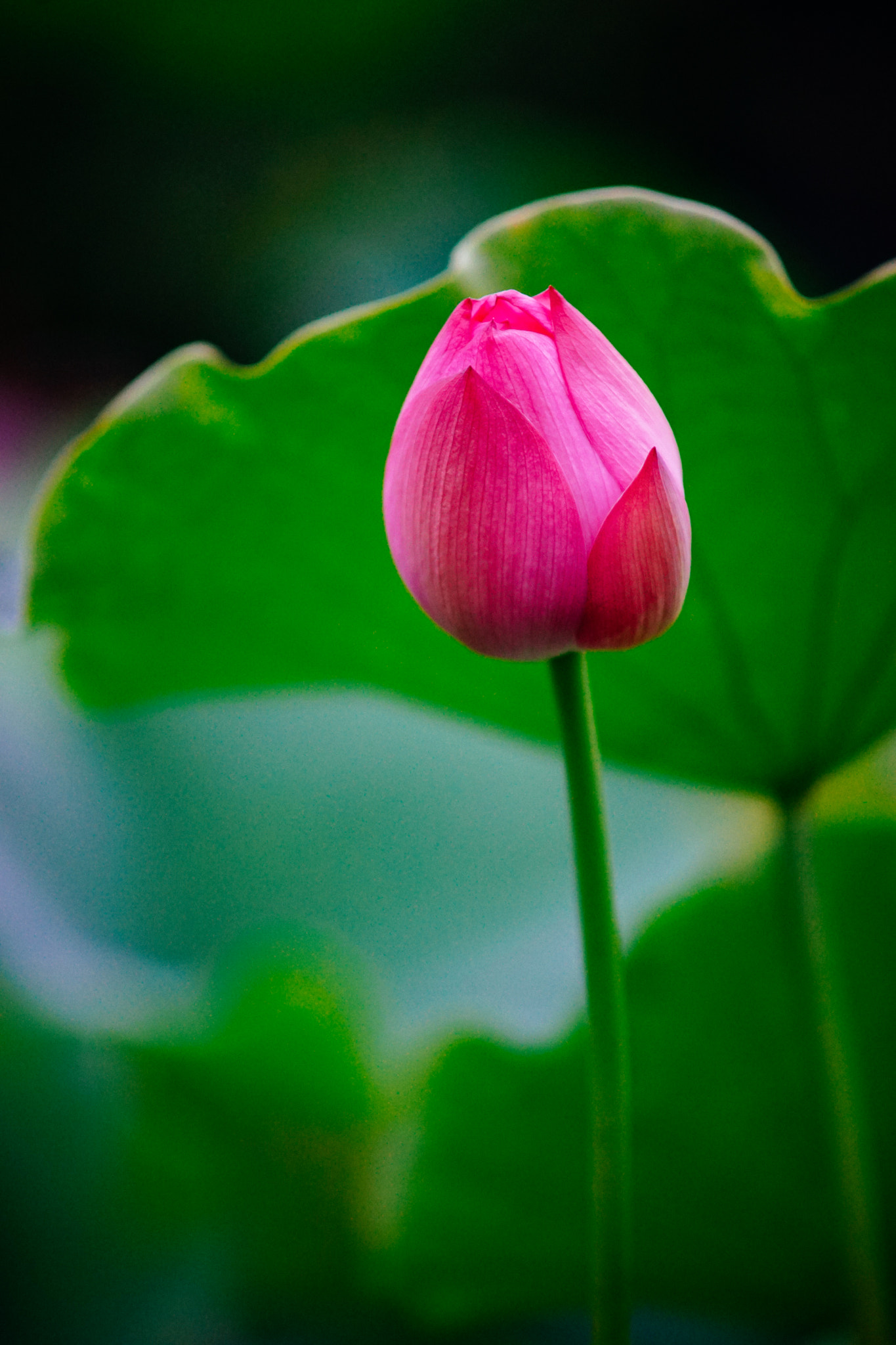 Minolta AF 70-210mm F4 Macro sample photo. Lotus photography
