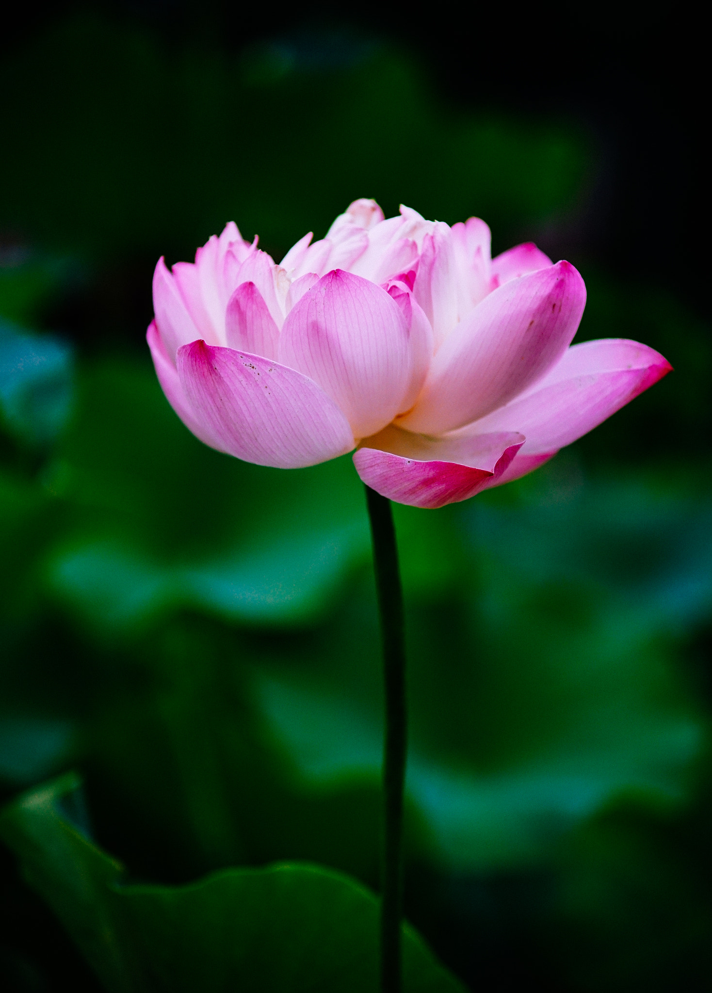 Minolta AF 70-210mm F4 Macro sample photo. Lotus photography