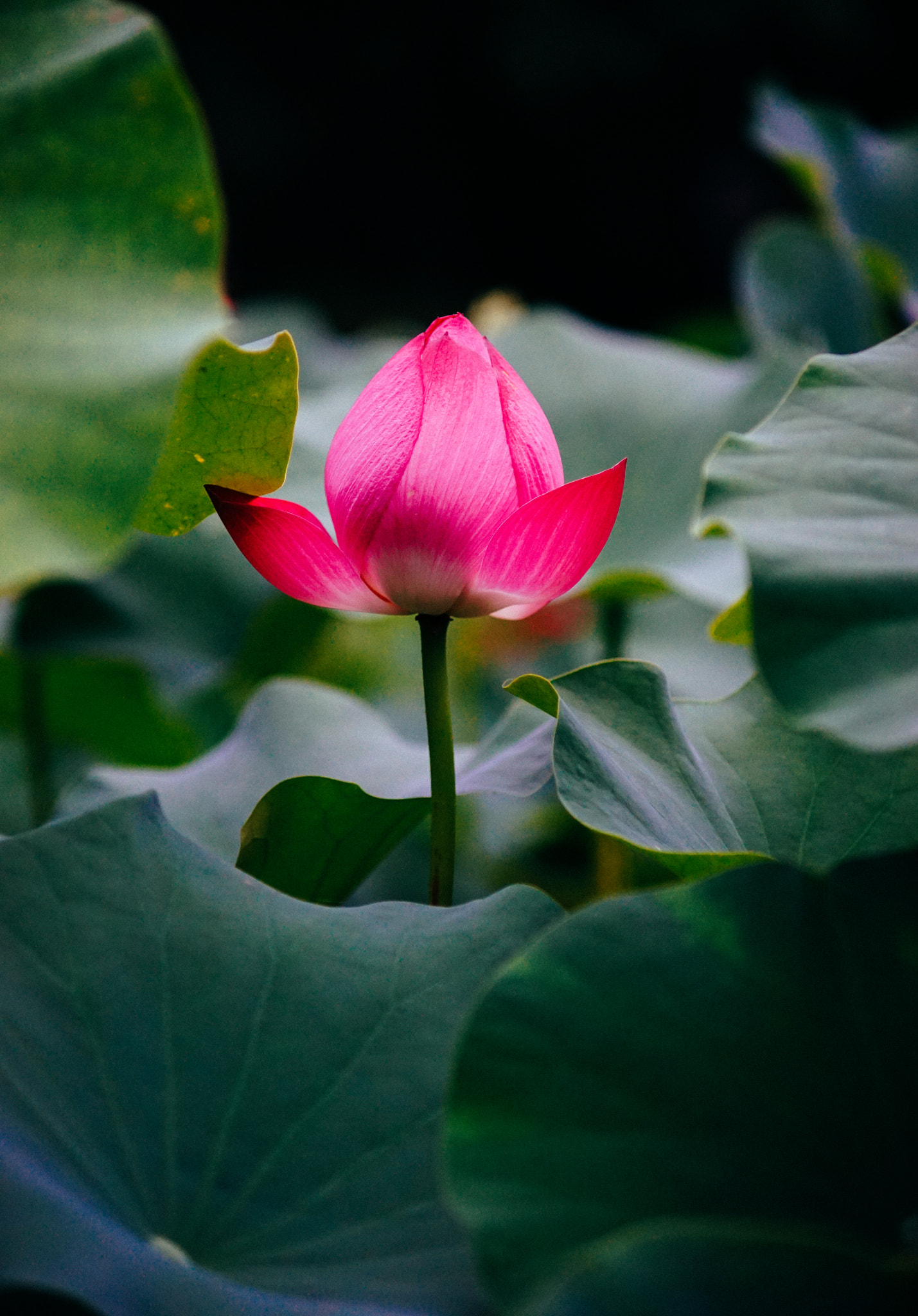 Minolta AF 70-210mm F4 Macro sample photo. Lotus photography