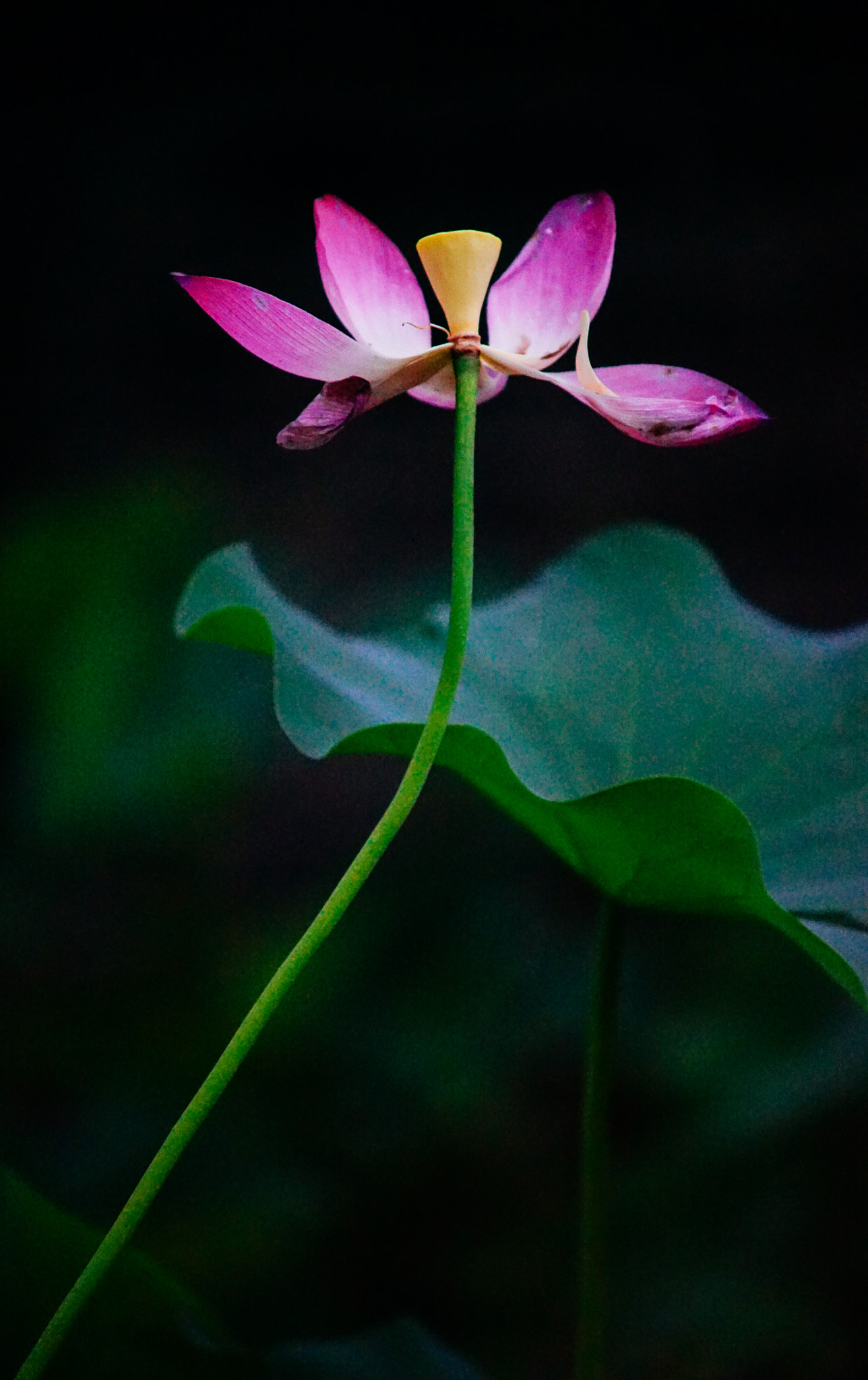Minolta AF 70-210mm F4 Macro sample photo. Lotus photography