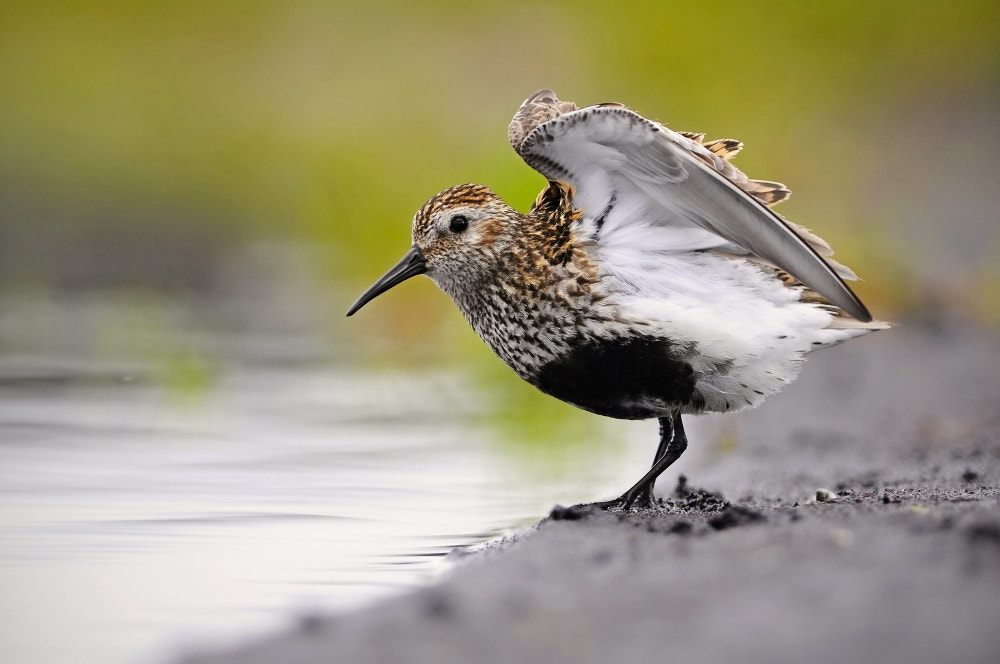 Nikon D90 + Nikon AF-S Nikkor 300mm F4D ED-IF sample photo. Dunlin (calidris alpina) photography