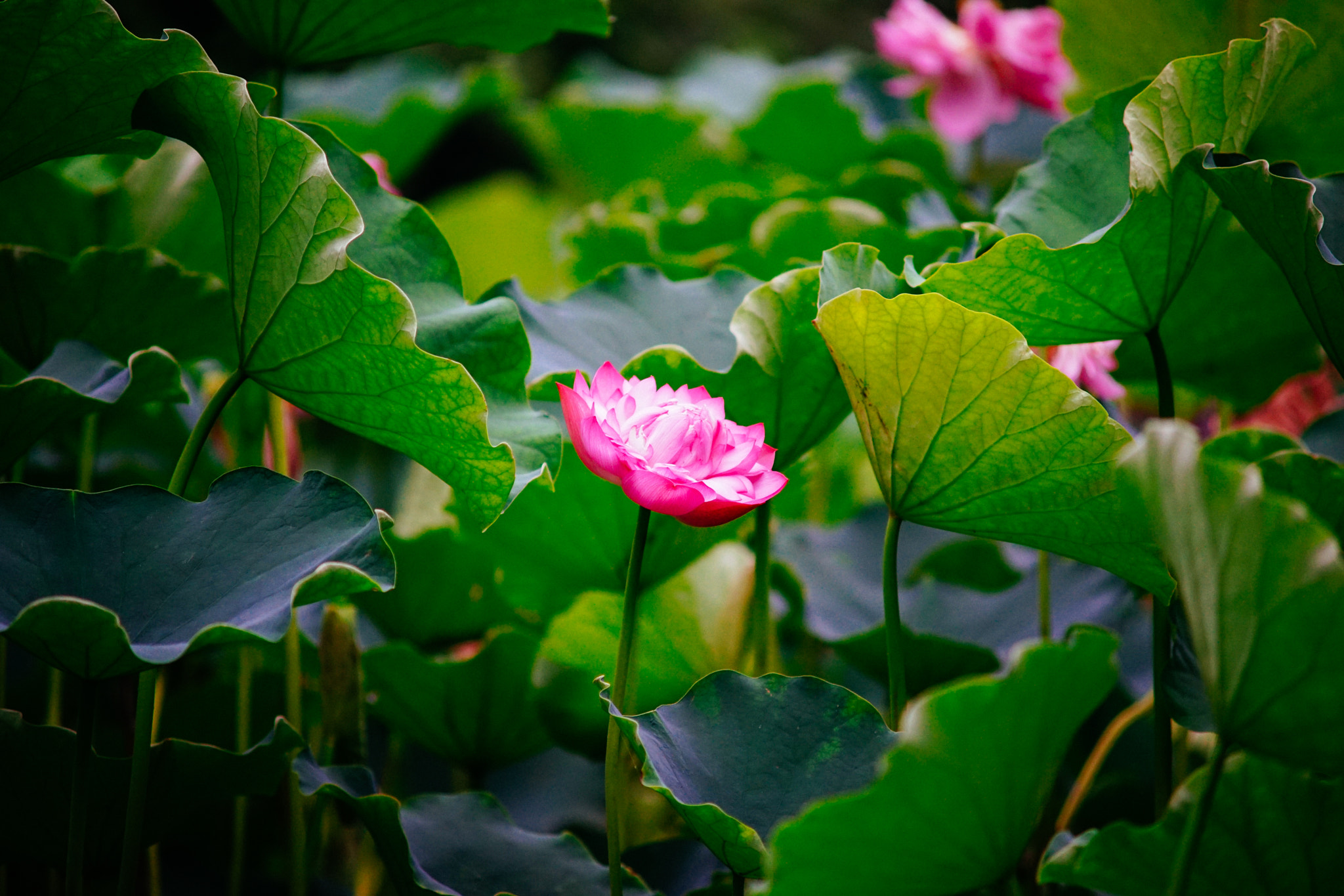 Minolta AF 70-210mm F4 Macro sample photo. Lotus photography