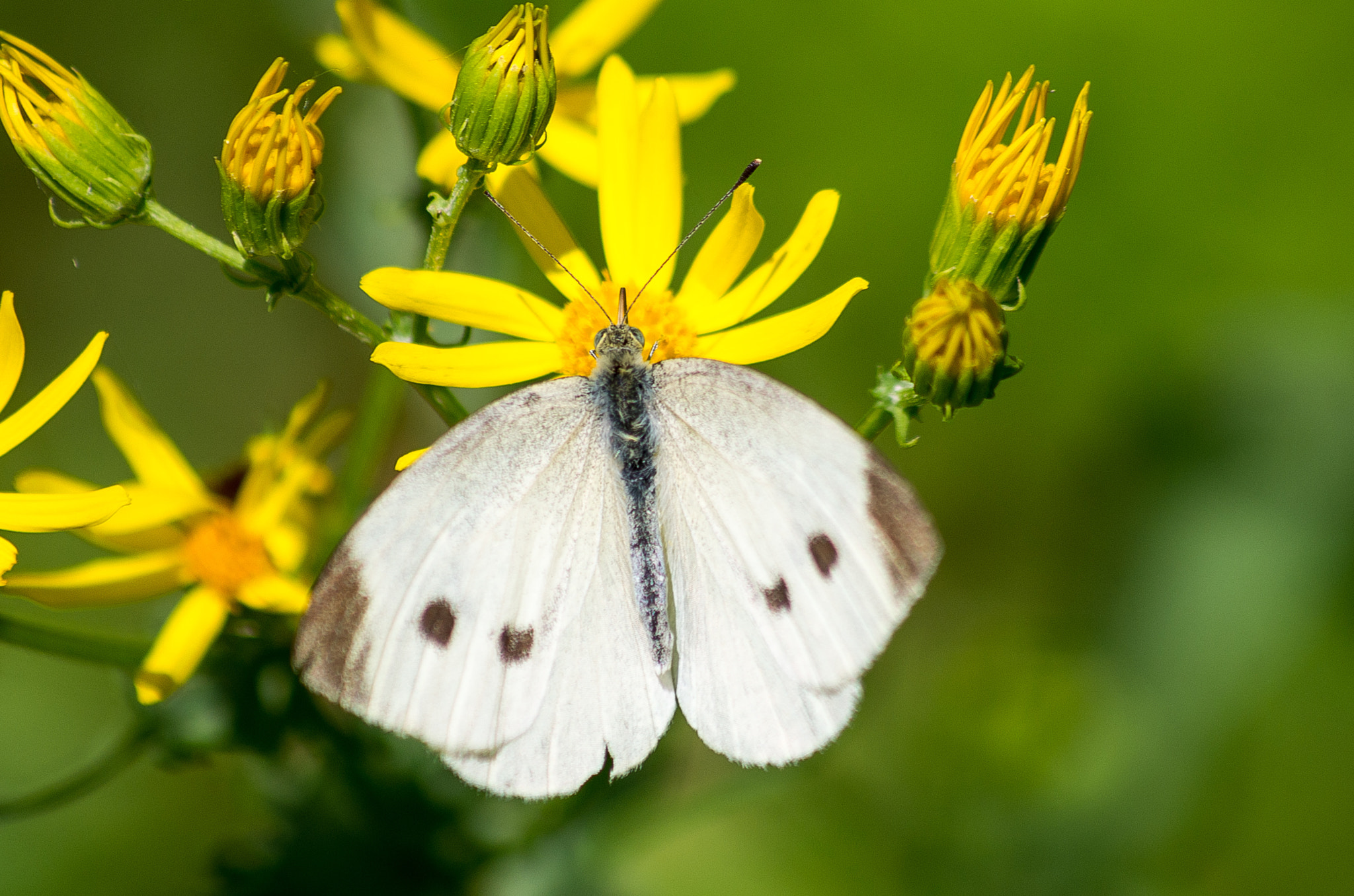 Pentax K-30 sample photo. Cabbage white // pieris brassicae photography