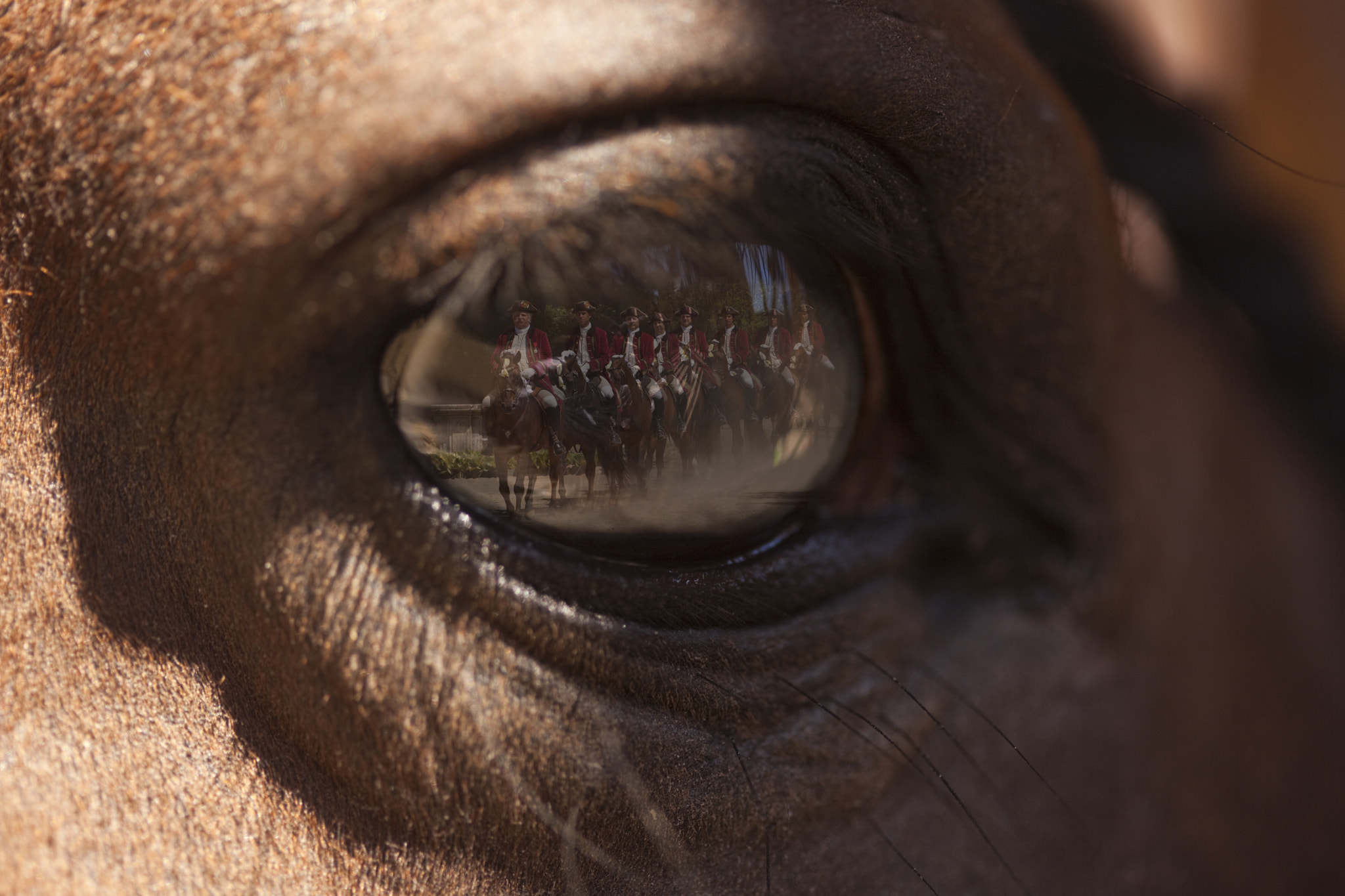 Canon EF 100mm F2.8 Macro USM sample photo. Cavalos olho reflexo photography