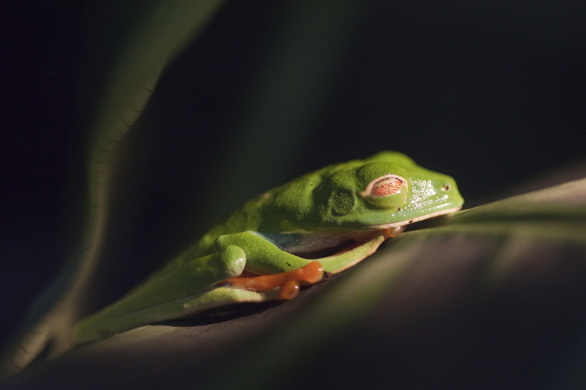 Canon EF 100mm F2.8 Macro USM sample photo. Costa rica zé photography